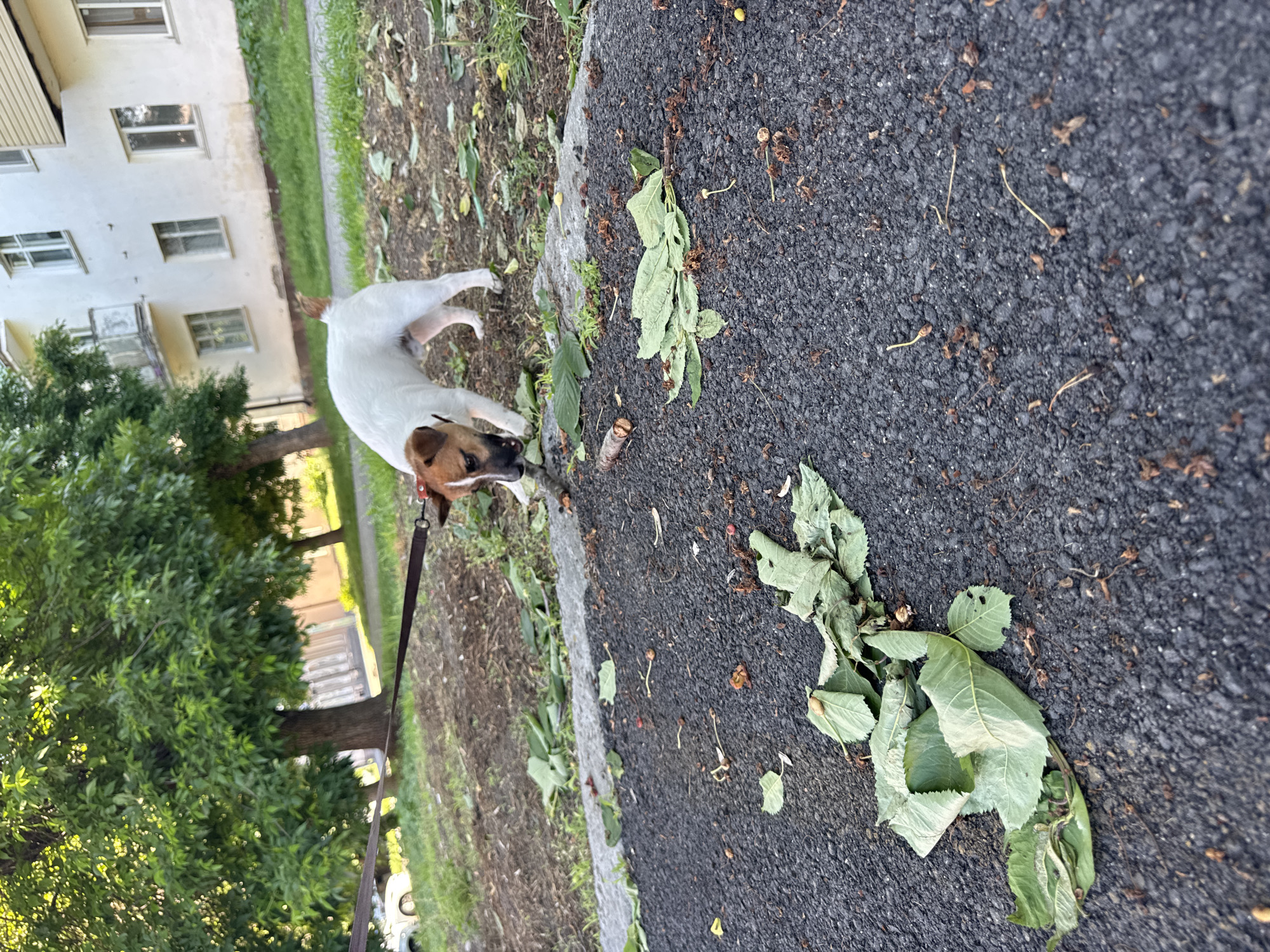 A medium-shot depicts a Jack Russell Terrier on a leash on a street next to a building. The dog is on the left side of the frame on a small strip of grass. Next to the grass is an asphalt street covered with fallen leaves and debris from tree. The building is on the upper left, with white walls and several square windows. The photograph appears to be taken outdoors, presumably during daylight.