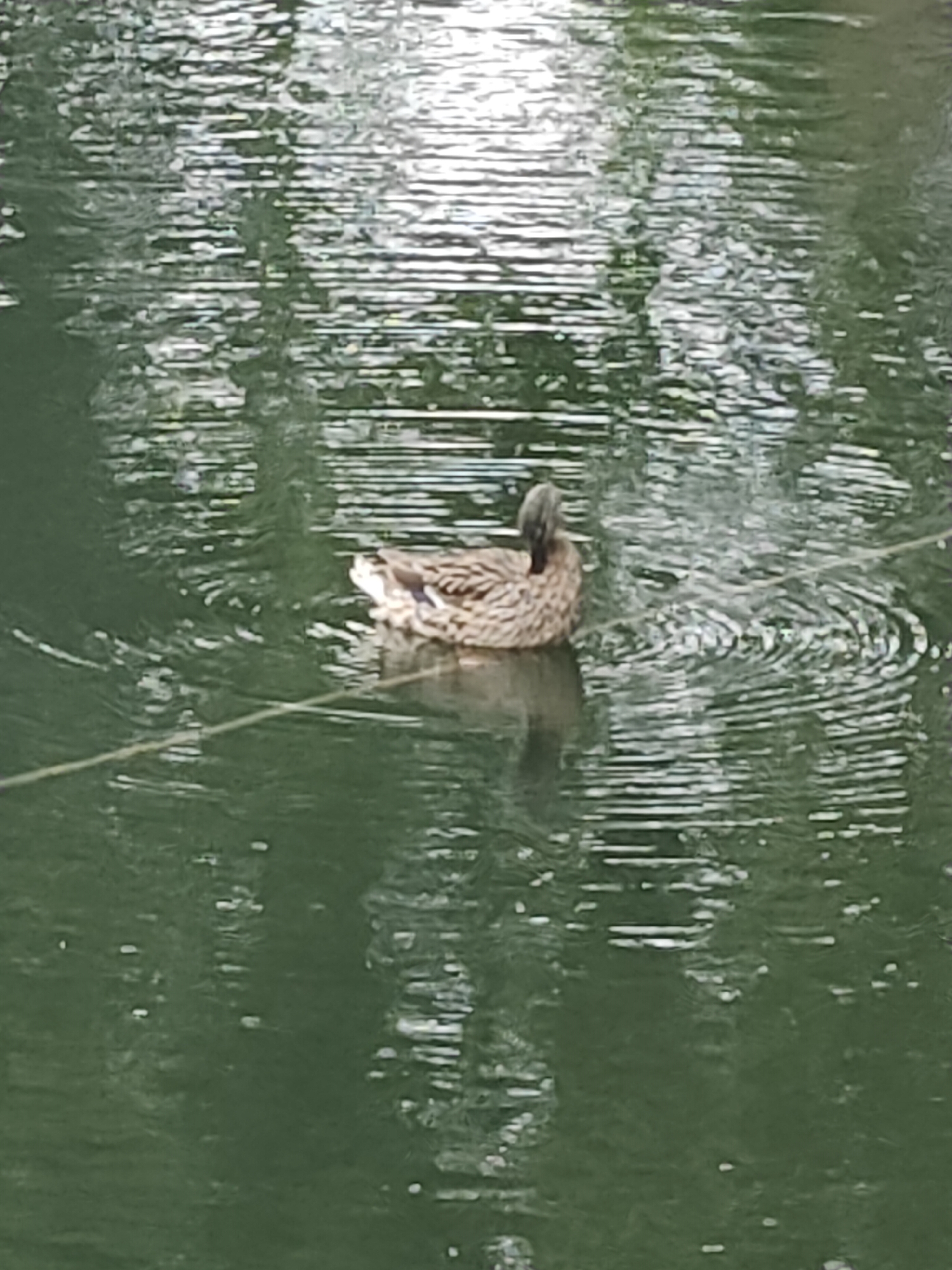 This media file shows a mallard duck swimming in a body of water. The duck is positioned in the center-right of the frame, facing away from the camera and towards the left. Its head is tucked down, appearing to be preening or resting. The duck has mottled brown and gray plumage, typical of a female mallard.
The water is a dark green color, with ripples and reflections of what appear to be trees or foliage from above, suggesting an outdoor setting. The reflections create a horizontal striation effect across the surface of the water, interspersed with brighter, shimmering areas that indicate sunlight. A thin, light-colored line, possibly a string or reed, stretches horizontally across the lower portion of the frame, passing in front of the duck.
The overall impression is one of a calm, natural environment. The lighting suggests it is daytime, likely with dappled sunlight filtering through overhead. There are no visible humans, text, or specific location cues to identify the exact setting. The scene evokes a sense of tranquility and a moment captured in nature.