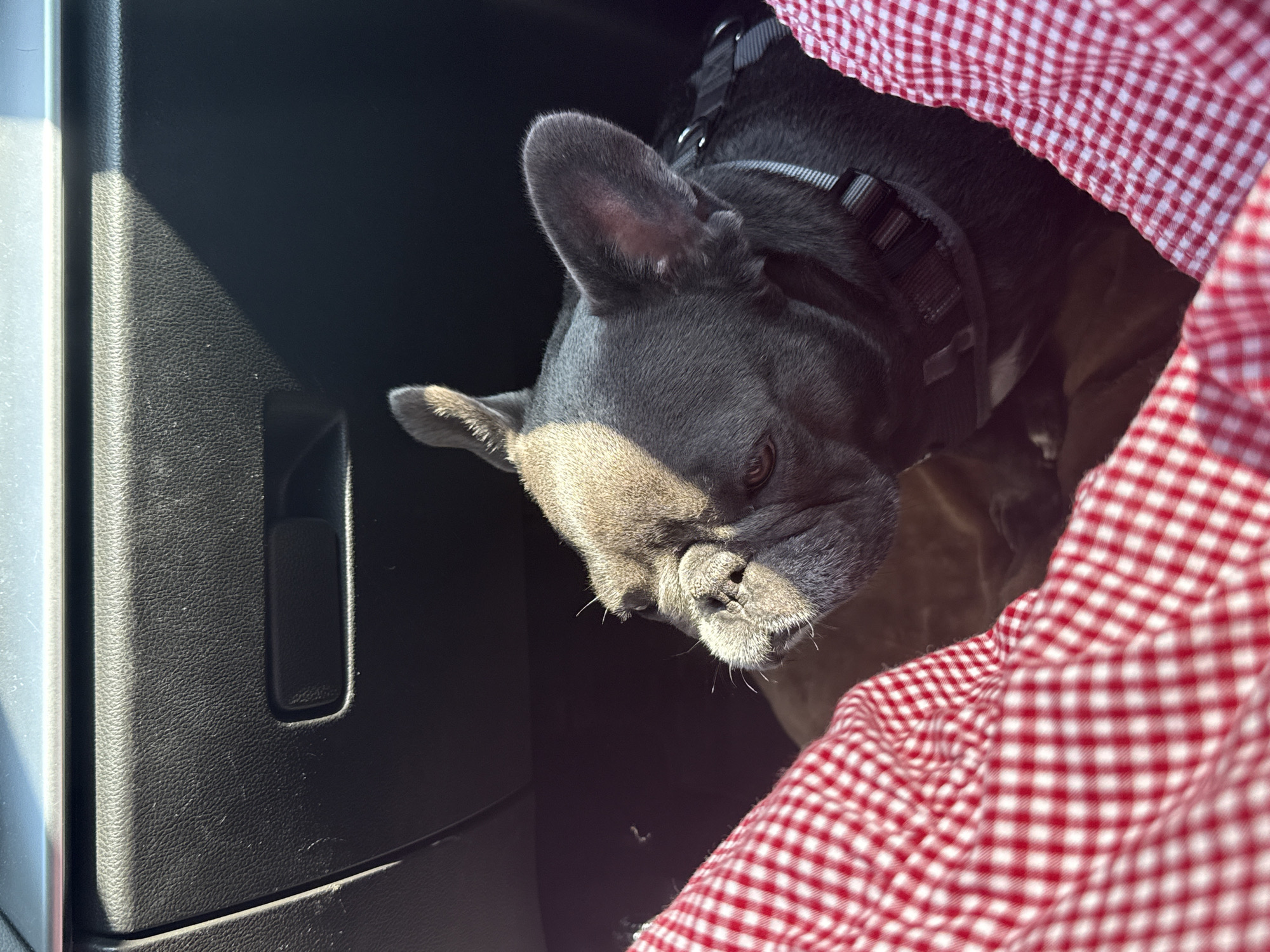 A French bulldog, wearing a grey harness, is positioned in a car's glove compartment. The dog's head is turned to the left, with sunlight casting a shadow across its face and ears. A red and white gingham fabric is visible in the foreground, partially obscuring the dog and the interior of the car. The background consists of the dark interior of the car, including the textured surface of the glove compartment. The image captures a moment of the dog resting in the car.