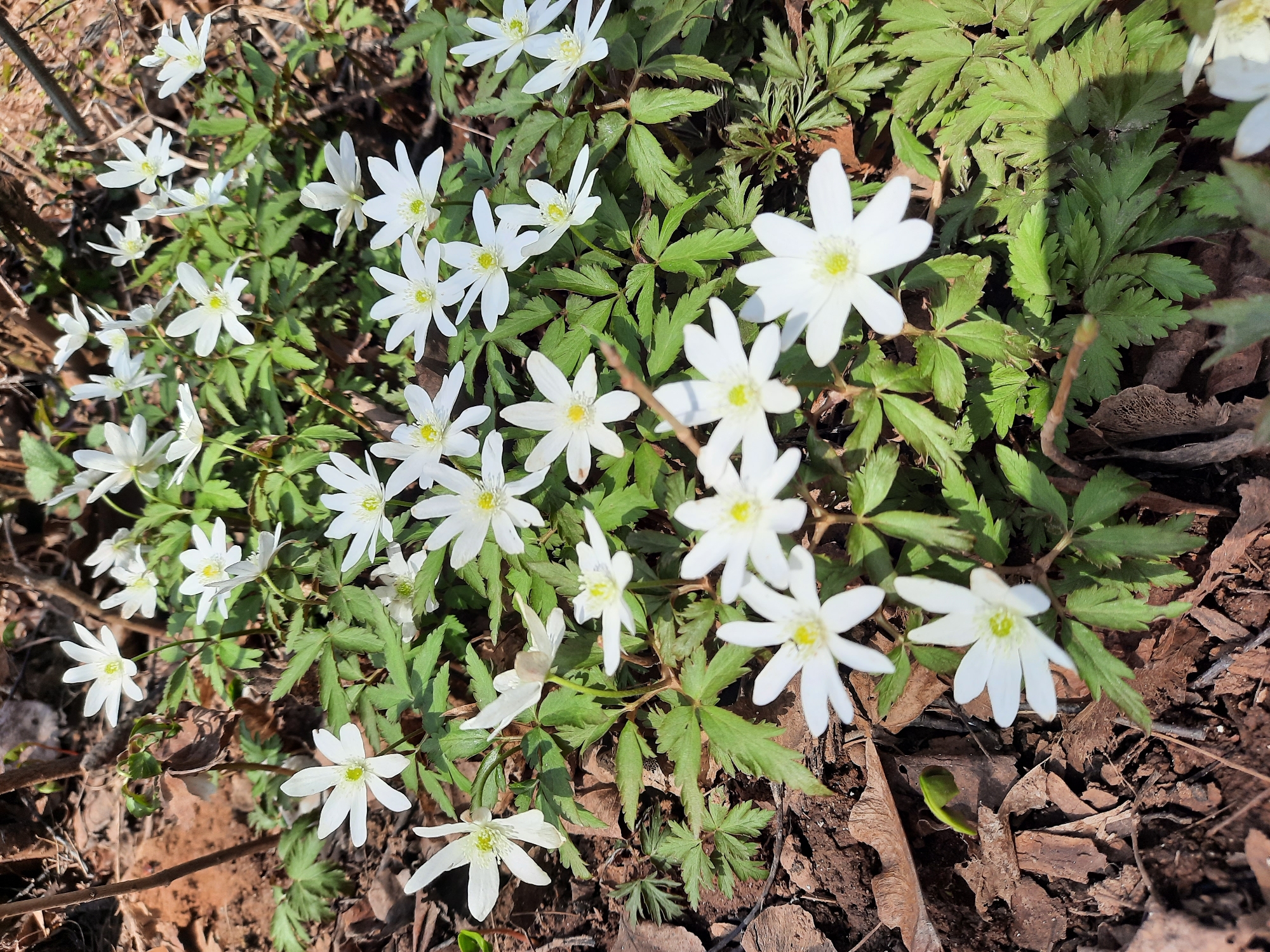 The image shows a patch of white anemone flowers blooming in a natural setting within the city of Krasnogorskoye, Russia. The flowers, with their distinct white petals and yellow centers, are intermixed with green foliage. The ground is covered with decaying leaves and soil, suggesting a woodland or garden environment. No people are visible. The scene captures the early stages of spring.