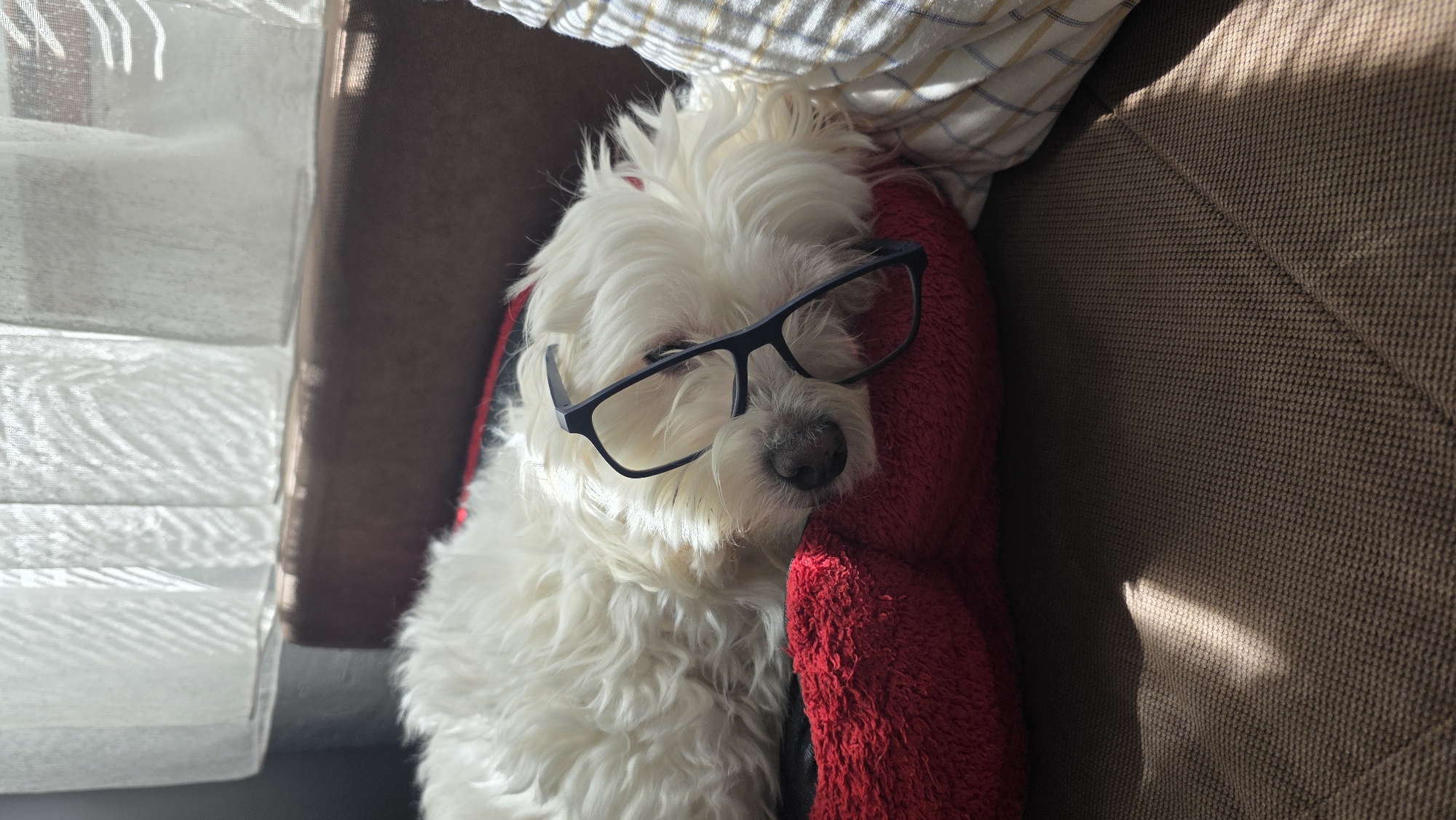A white, furry dog wearing glasses rests on a red cushion on a brown upholstered couch. The couch is situated near a window covered with a white curtain, letting in natural light. A plaid-patterned fabric is partially visible behind the dog. The photo was taken indoors. The location is unknown and not confirmed to be Blagoevgrad, Bulgaria.