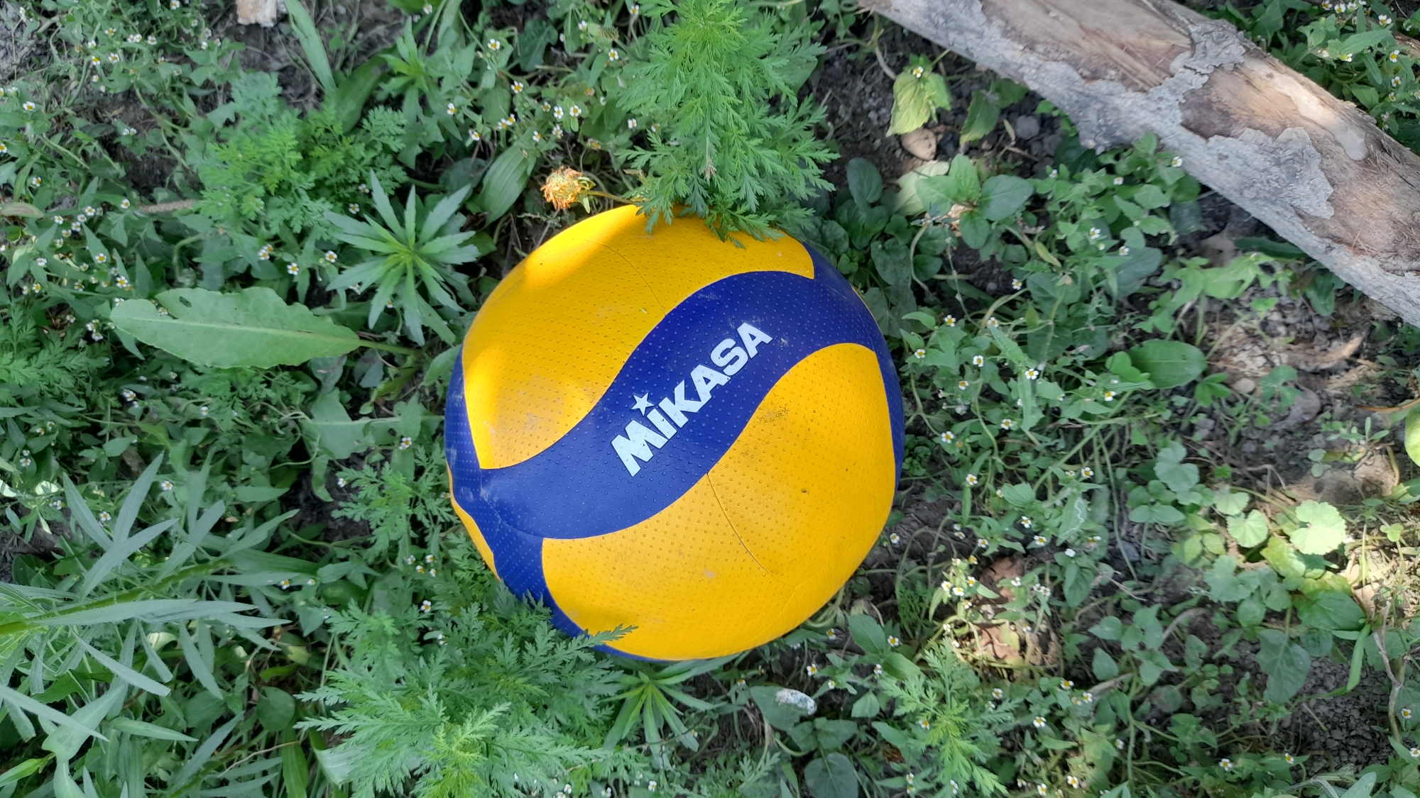 A yellow and blue Mikasa volleyball rests on the ground amidst a patch of green foliage and small white wildflowers. The ball is positioned in the lower center of the frame, with a portion of its surface slightly obscured by surrounding plants. A dry, weathered piece of wood lies to the right of the ball, also on the ground. The environment appears to be an outdoor, natural setting, possibly a park or garden, with the ground composed of soil and organic debris.