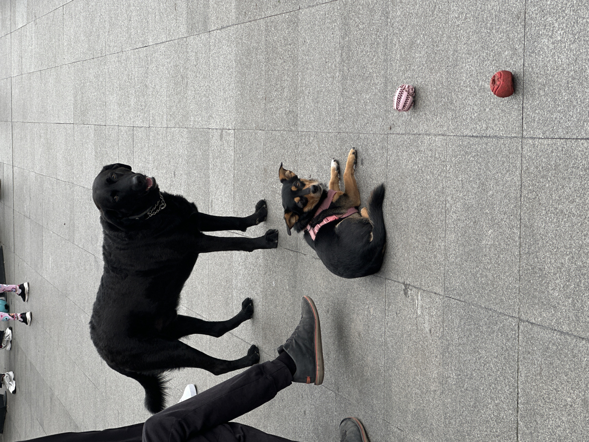 In a city square in Belgrade, Serbia, a medium-sized black dog with a metal chain collar stands alert, its head turned to the right, mouth slightly open. To its right and slightly in front, a small black and tan dog with a pink harness lies on the ground, facing the camera. Two dog toys, one pink and woven, and a smaller red one, are scattered on the grey tiled pavement between the dogs and the right edge of the frame. In the lower left corner, a person's legs, clad in black pants and dark shoes, are visible, suggesting they are seated. In the background, out of focus, several people stand wearing casual attire, with some wearing athletic shoes. The overall scene depicts a moment of rest or observation in an urban outdoor environment.