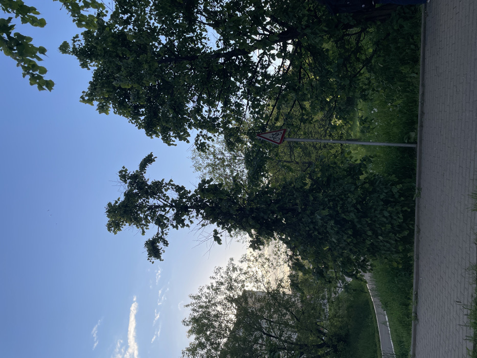 The image shows a sidewalk in front of a grassy area with two trees and a bicycle warning sign, located in the city of Vashutino, Russia at coordinates (latitude: 55.929, longitude: 37.422). The sky is blue and there are clouds in the distance. There is a small path leading through the grass to the left of the image, and a tall, slender tree to the right. The sign is red with a white border and a bicycle symbol inside. The sign is mounted on a metal pole that is planted in the ground. There are no people or animals visible in the image. The scene is taken during the day, the grass is green, the trees are green, and the sign is red and white.
