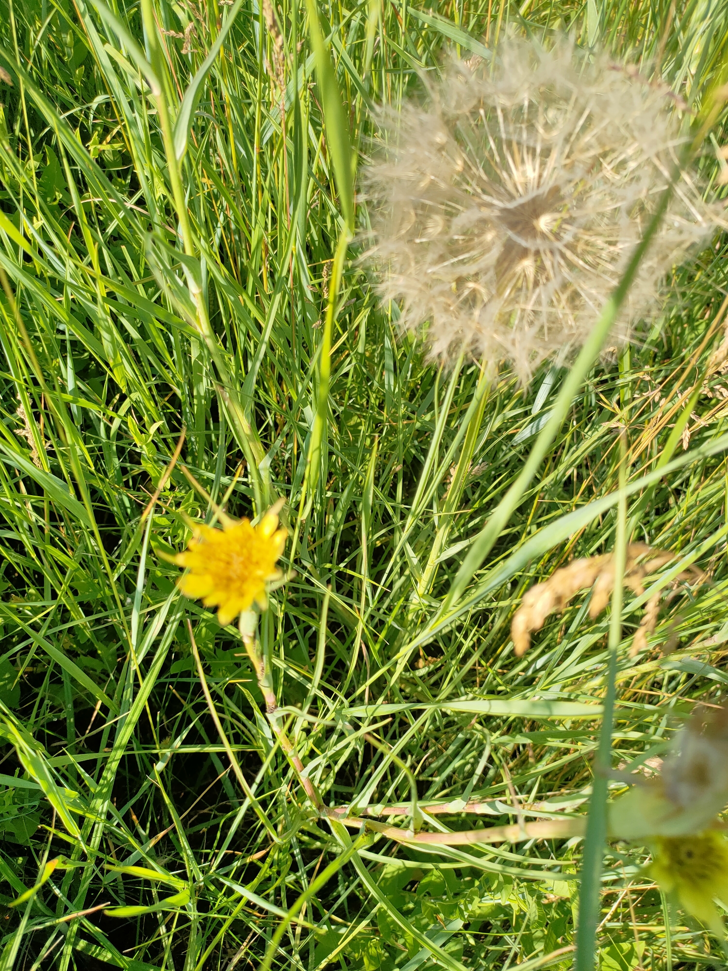 The image depicts a close-up view of tall green grass with a few wildflowers. In the upper right quadrant, a dried dandelion seed head is visible, appearing fuzzy and white. In the lower left quadrant, a small yellow flower with delicate petals is in focus. The background consists of more green grass and some dried stalks. The scene is outdoors, suggesting a natural environment such as a meadow or park. There are no people or any specific landmarks visible in the image. The lighting indicates it is daytime, with sunlight filtering through the grass. The overall impression is one of nature in a rural or semi-rural setting. The image does not provide any specific information about the city of Nosivka, Ukraine, or any events taking place there.