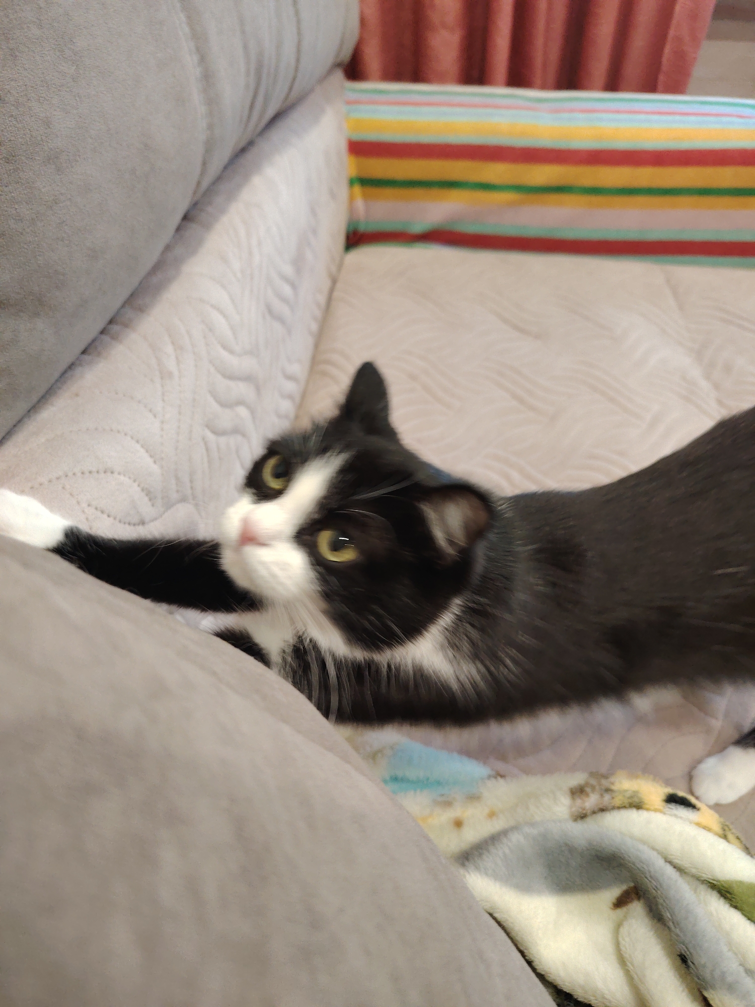 A black and white cat is stretching its front paws forward on a couch. The cat's body is mostly black with a white chest and paws. It has yellow eyes and pink nose. The couch appears to be a light grey color and is covered with a textured fabric. Behind the couch, there is a colorful striped pillow with red, yellow, green, and white stripes. The background is blurred, but suggests an indoor setting. The lighting is moderate, and the image is taken at a slightly high angle.