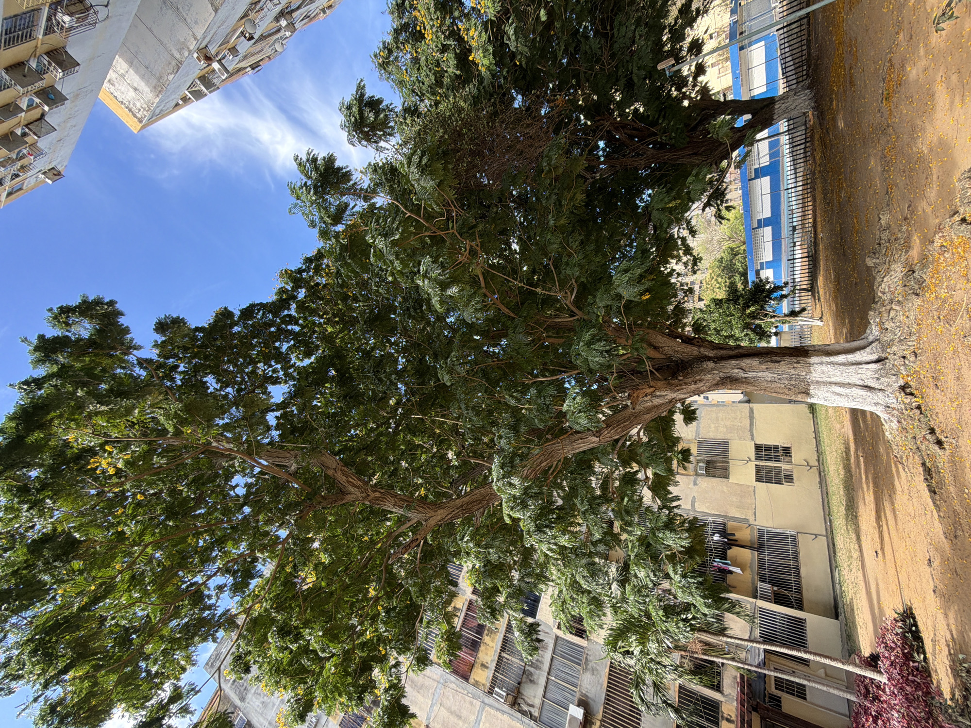 The image presents a view upwards towards the sky, framed by the dense foliage of a large tree and the surrounding urban architecture, indicating a location in a city. The blue sky has wispy clouds. The tree, with a thick, light-colored trunk, is covered in green leaves with some yellow flowers and takes up a significant portion of the frame. The buildings surrounding the tree are multi-storied apartment blocks, with balconies and windows visible. The ground is covered with fallen leaves and dirt. The composition of the photo suggests that it was taken from a ground-level perspective, looking up. Considering the detail, it can be deduced that the location is Ciudad Guayana, Venezuela.