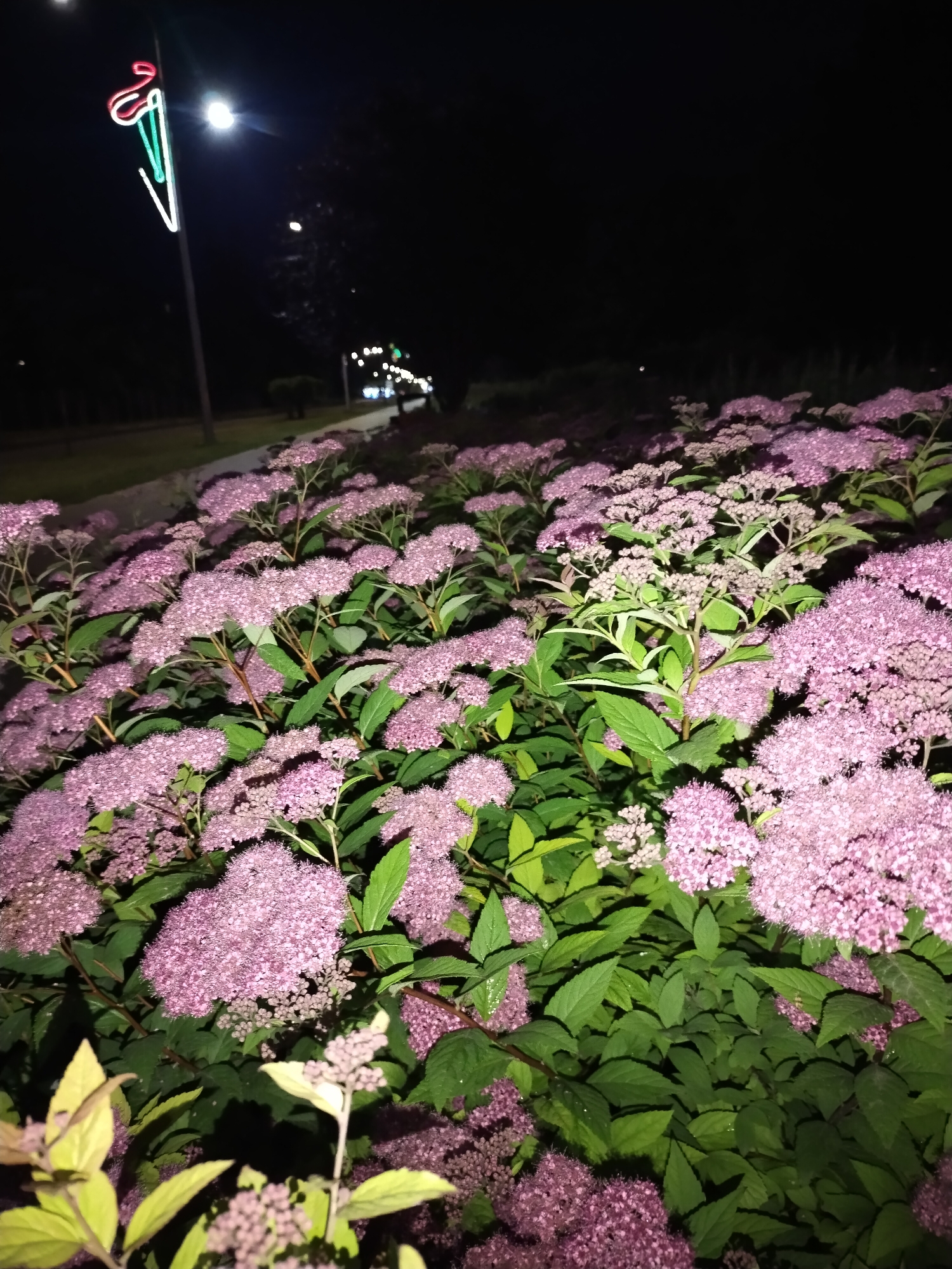 This nighttime photograph, taken in Horishni Plavni, Ukraine, displays a dense foreground of blooming pink and light purple flowers, consistent with *Spiraea* species, interspersed with dark green foliage. The flowers form numerous clustered inflorescences, obscuring the ground beneath them. In the midground, a paved pathway recedes into the distance, bordered by the flower bed. Along this path, several distant, blurred light sources are visible. On the left side of the frame, a tall pole features a bright, circular streetlight and a decorative light fixture shaped like an ice cream cone, illuminated in red at the top and green and white along the cone. The background consists of dark, indistinct shapes of trees or bushes against a uniformly black night sky. No people are present in the scene.