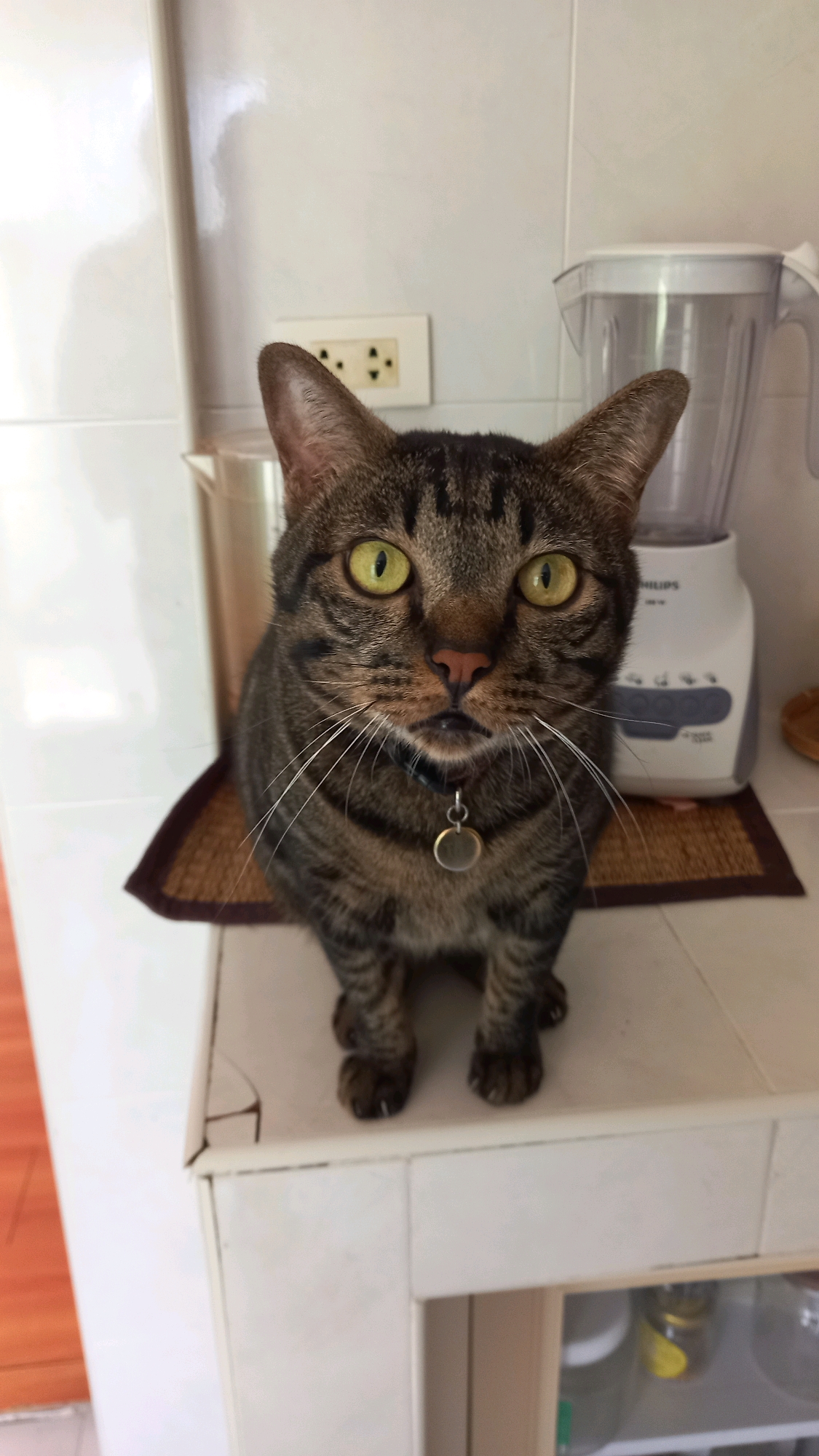 A medium shot shows a tabby cat with bright green eyes sitting on a white countertop in what appears to be a kitchen. The cat is facing the camera directly, with its front paws visible. It is wearing a dark collar with a circular metallic tag. Behind the cat, a white blender is visible, along with a brown placemat. The background consists of a white tiled wall and a light switch. The overall environment suggests an indoor setting, possibly a home kitchen. There are no people present in the image. The lighting is bright and even. The image is in focus, with the cat being the central subject.