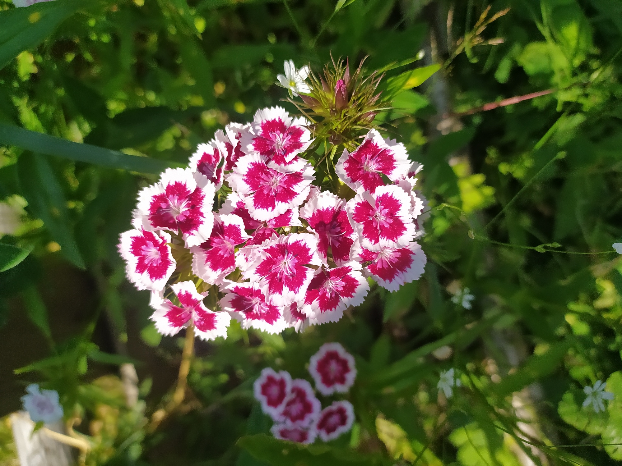 In a sun-dappled garden in Hoverla, Ukraine, a cluster of vibrant pink and white dianthus flowers dominates the foreground. Their ruffled petals, a deep magenta at the center fading to a crisp white edge, are sharply in focus. To the left, a smaller, out-of-focus group of the same flowers adds depth to the scene. The background is a soft blur of lush green foliage, with hints of other white wildflowers scattered among the leaves. A green stem, possibly a blade of grass or a slender leaf, runs vertically through the right side of the frame. The overall impression is one of a serene, natural setting bathed in the warm glow of sunlight.