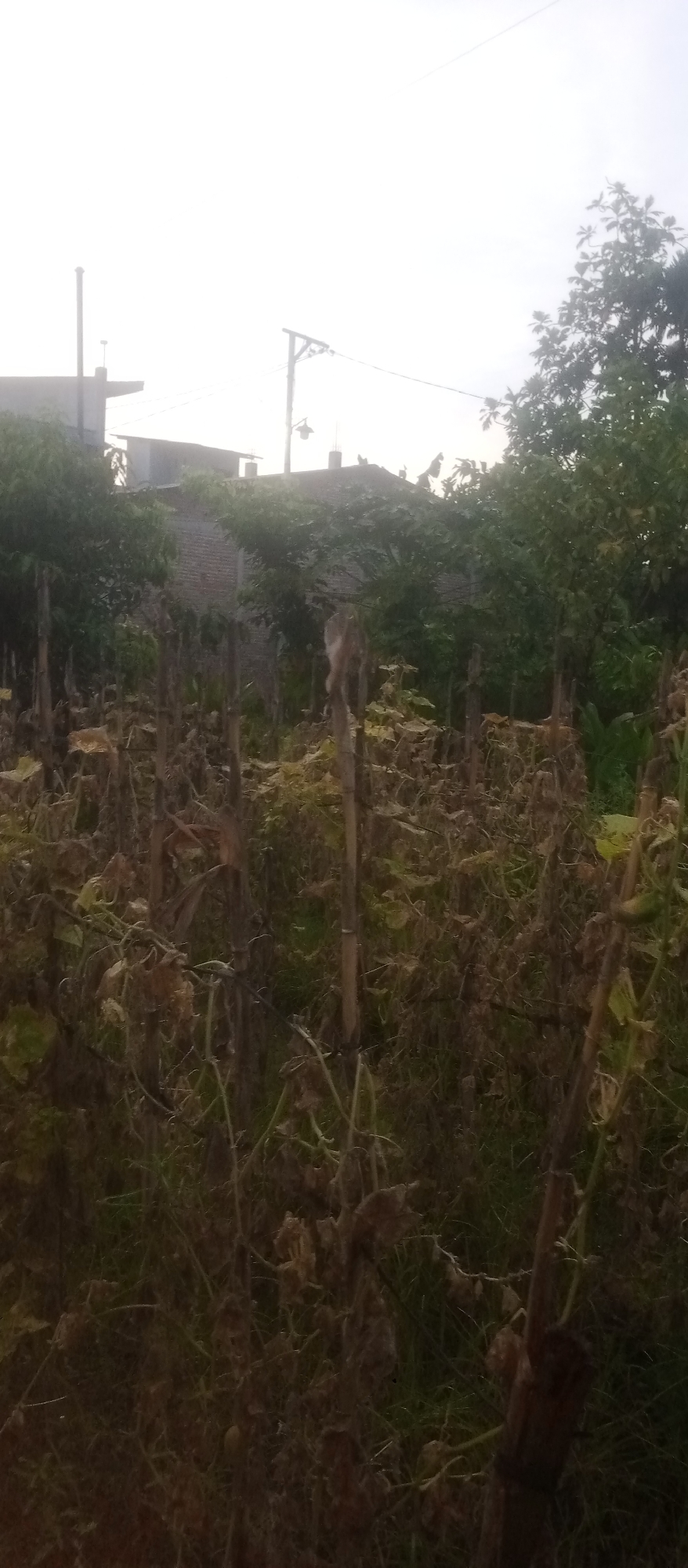 The image depicts a dry, overgrown field with thin, wooden stakes supporting what appear to be dead or dried plants. The foreground is filled with dense vegetation, predominantly brown and withered leaves and stalks. A single, light-colored object, possibly an animal or a discarded item, is visible perched on one of the stakes in the middle ground. In the background, there are buildings with visible brickwork and roofing, along with trees and utility poles, suggesting a semi-urban or rural setting. The sky is bright and overcast, indicating possibly dawn, dusk, or a cloudy day. The overall scene suggests neglect or the end of a growing season.
