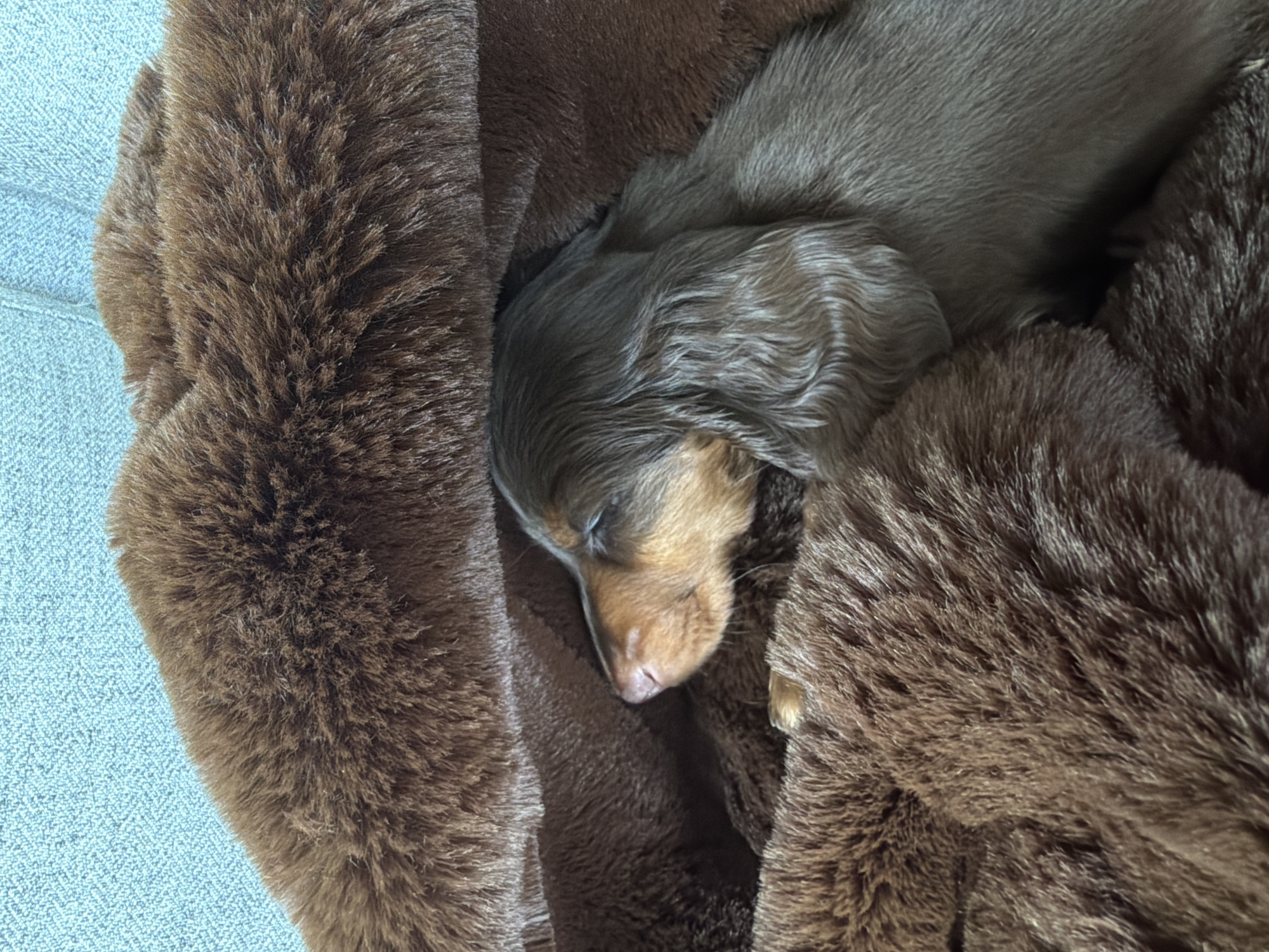 A brown dachshund puppy is curled up asleep in a brown faux fur blanket. The blanket is on a light gray upholstered surface.