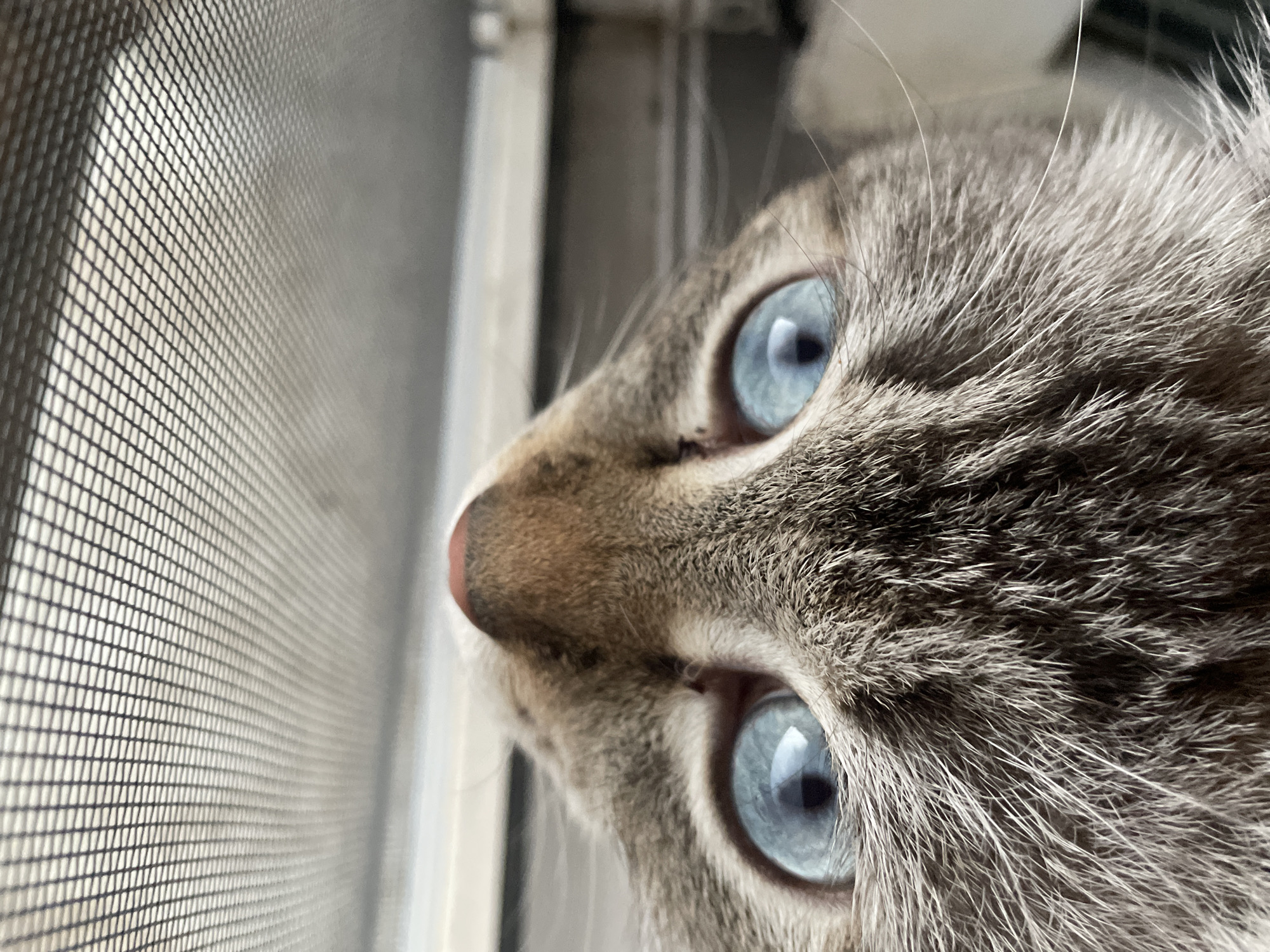 This close-up, eye-level, medium shot shows a cat looking out a window. The cat, with striking blue eyes and striped grey fur, is positioned on the right side of the frame. Its gaze is directed towards the left, where a window screen is visible. The screen is a mesh of dark lines on a light background, creating a textured surface that obscures the view outside.
The lighting suggests it is daytime, possibly morning or afternoon, with soft light illuminating the cat's face and fur. The background is blurred, indicating a shallow depth of field, with hints of a window frame or wall on the far right and a blurry, lighter area to the left of the cat's head. The setting appears to be indoors, by a window. The cat's expression is one of curiosity or alertness, focused intently on something beyond the screen. No text is visible in the image. The scene evokes a sense of quiet observation, a common feline behavior of watching the outside world from a safe vantage point. The overall mood is peaceful and contemplative.