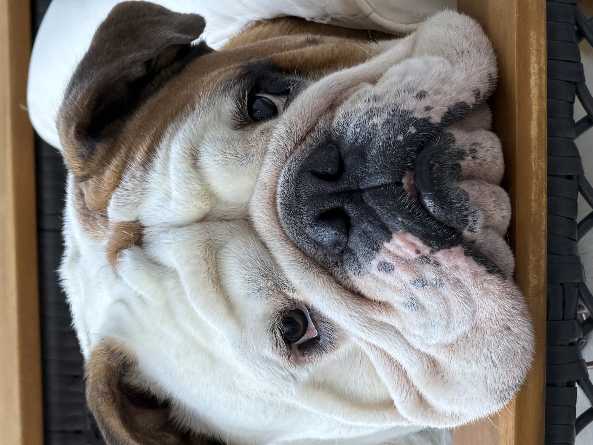 This is a close-up, head-on shot of an English Bulldog lying down, its head resting on a wooden surface, likely a table or bench. The dog has white fur with brown patches on its head and ears. Its face is characterized by heavy wrinkles, a flat nose, and dark eyes. The background appears to be a light-colored blanket or cushion. There is no visible indication of the city of Sofia, Bulgaria.