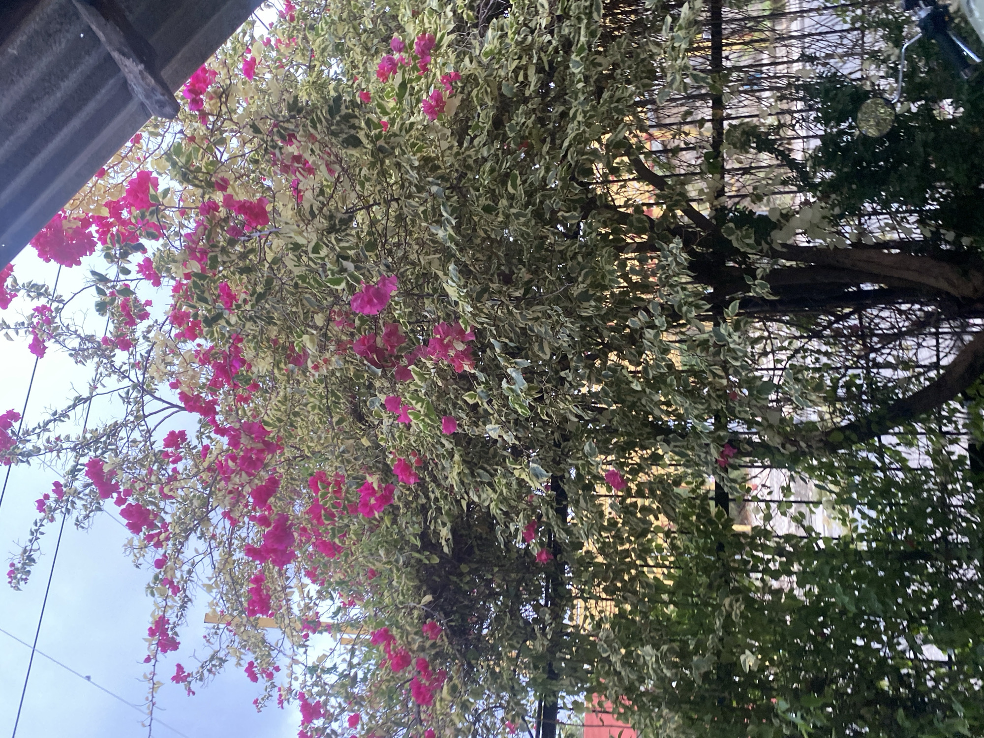 A bougainvillea bush with pink flowers and variegated leaves is growing up against a metal fence. The scene is in Juan Griego, Venezuela. A corrugated metal roof is visible in the upper left corner.