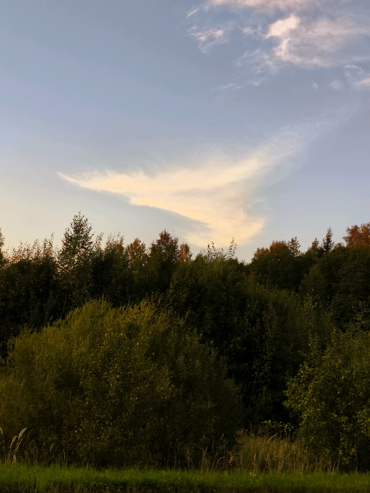 The image depicts a serene natural landscape at dusk, with a forest line dominating the middle ground and a pale sky above. The foreground features a strip of green grass, transitioning into taller, dry grasses and brush. The forest itself is a dense mix of dark green foliage, with hints of autumnal colors in the upper canopy, suggesting a transition into fall. The sky is a soft gradient of blue and pale yellow, with wispy clouds catching the last light of the day, creating an ethereal glow. There are no people or animals visible in the scene. The overall impression is one of tranquility and the quiet beauty of nature. The location is identified as Горскі сельскі Савет, Belarus.