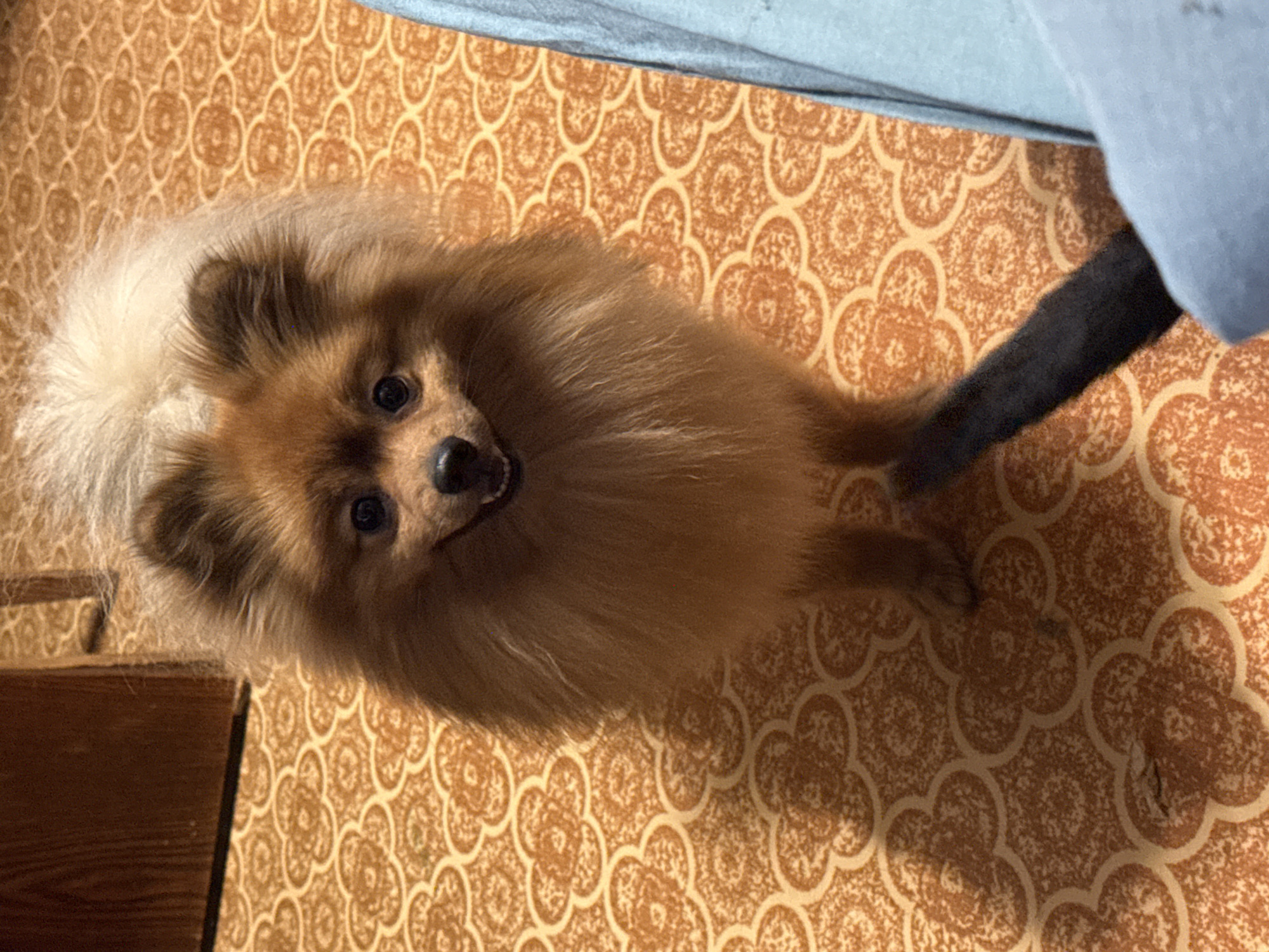 A tan Pomeranian dog stands on a patterned orange rug indoors, looking directly at the camera with its mouth slightly open. The dog has fluffy fur, prominent ears, and dark eyes. The background shows a wooden piece of furniture on the left and a blue fabric on the right. The image is taken from a slightly high angle. The specific location in the city of Khimki, Russia, is not determinable from the visual information provided.