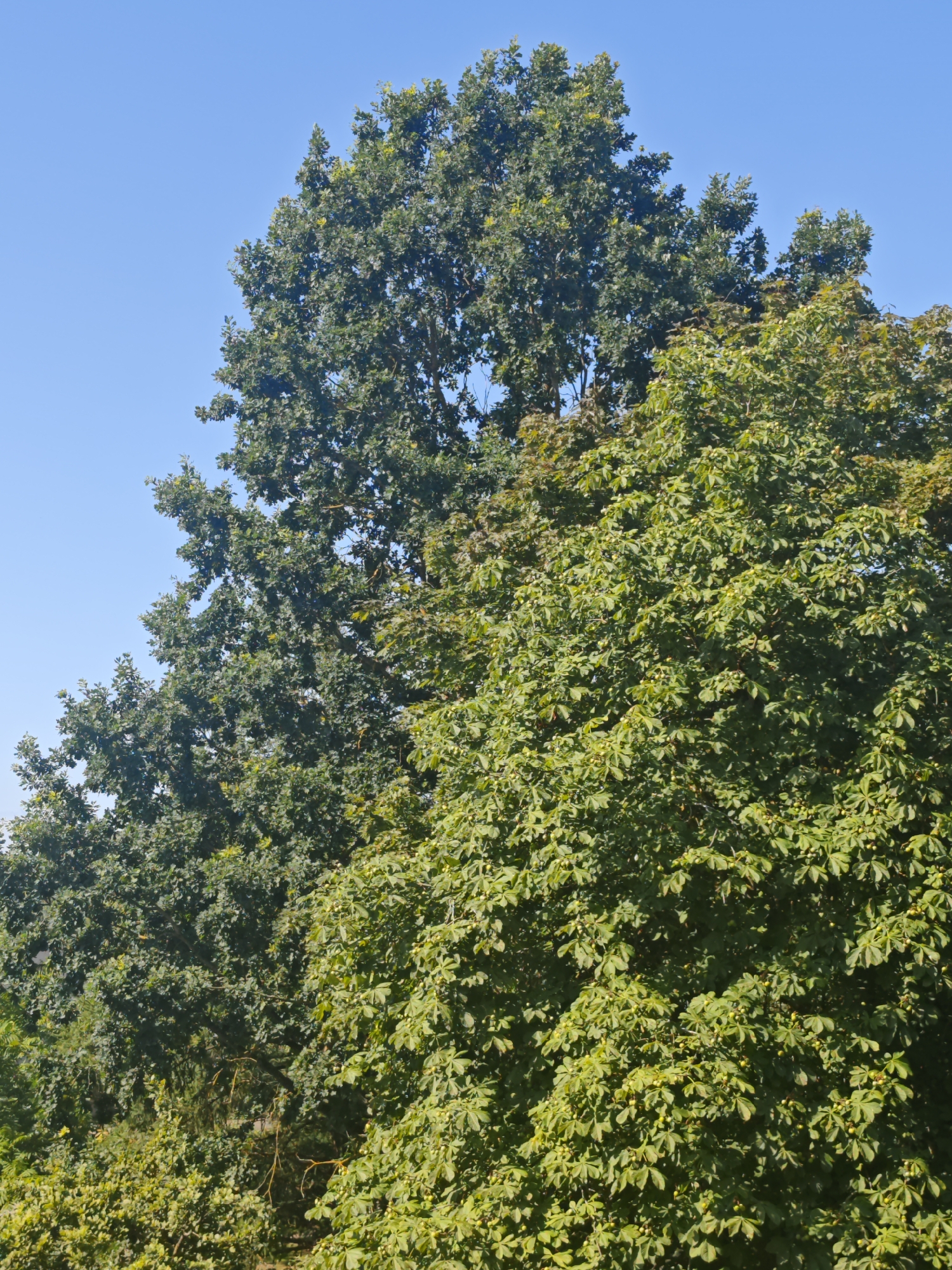 A vertical, low-angle shot captures the dense green foliage of two mature trees against a clear, bright blue sky. The tree on the left exhibits darker green, lobed leaves, characteristic of an oak. The tree on the right displays lighter green, palmate leaves and small, rounded fruits, suggesting it is a horse chestnut. The upper branches of both trees are visible, with the horse chestnut's canopy partially obscuring the oak's. The scene is likely an outdoor park or wooded area within Šiauliai, Lithuania, on a sunny day. No people or animals are present.