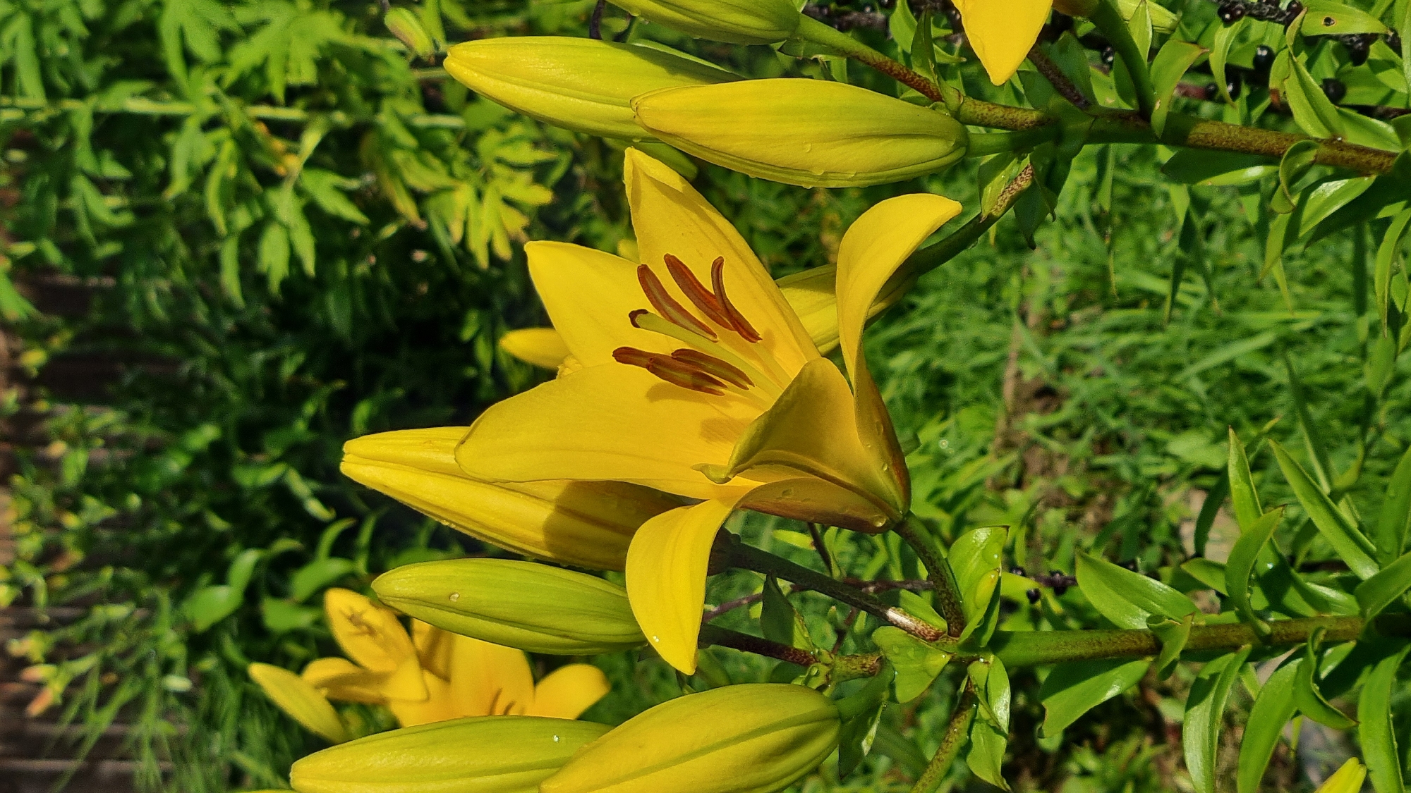 This is a close-up, eye-level, vertical, outdoor photograph of yellow lily flowers and buds in a garden. The foreground features a prominent, partially opened yellow lily with visible brown stamens, surrounded by several tightly closed yellow buds. The lilies are supported by thick, green stems with lush green leaves. The background consists of out-of-focus green foliage and a wooden fence. The lighting suggests it is daytime, possibly morning or afternoon, with the sun illuminating the flowers. The image was captured in the city of Vysokoe, Russia.