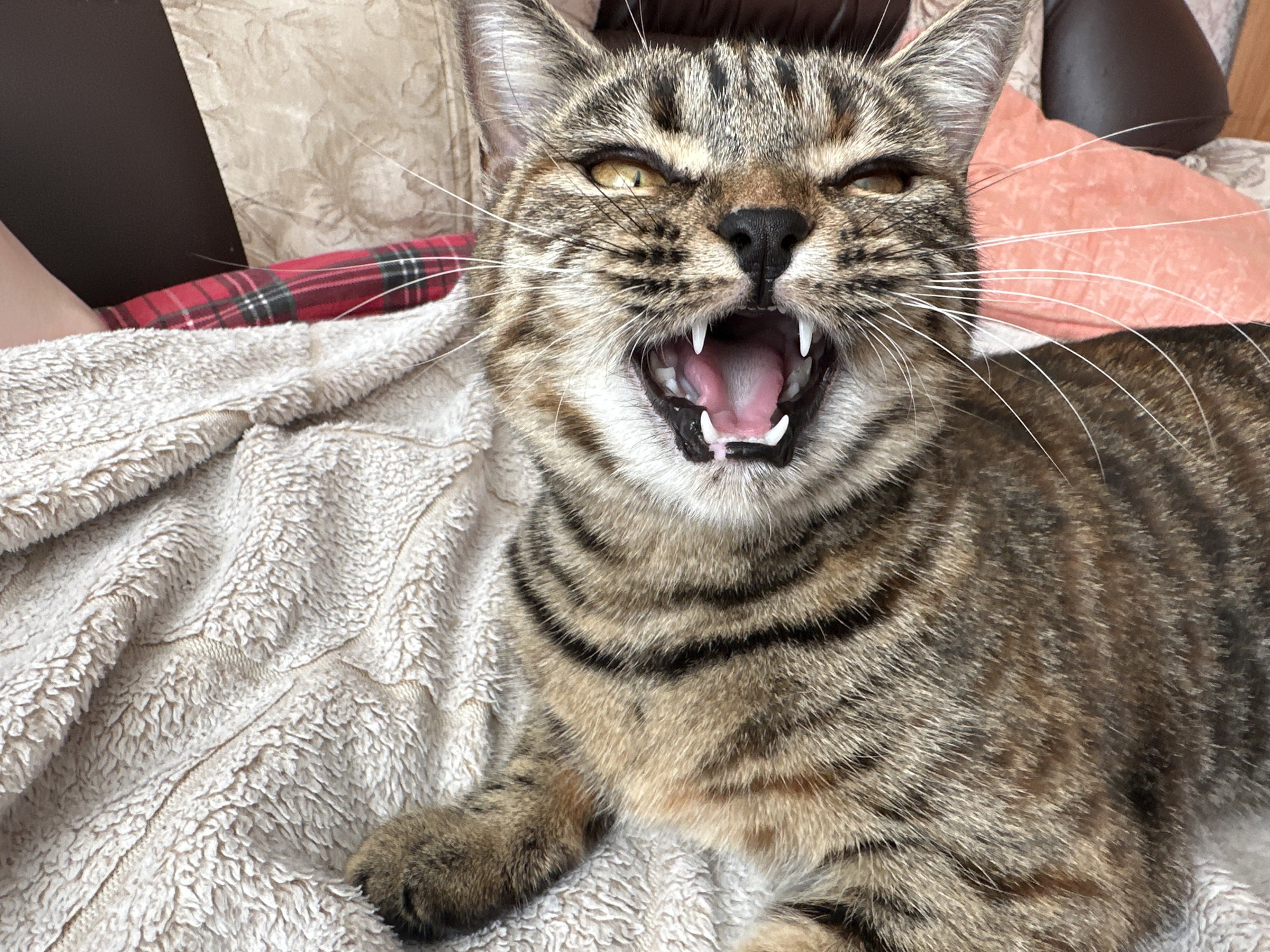A brown tabby cat is lying on a beige fleece blanket with a red plaid pattern partially visible. The cat is hissing or yawning, with its mouth wide open, revealing teeth and tongue. The cat's eyes are narrowed and yellow. A pink pillow and dark brown leather furniture are visible in the background. The image was likely taken indoors. The location in Elovo, Russia is not confirmed through visual information.