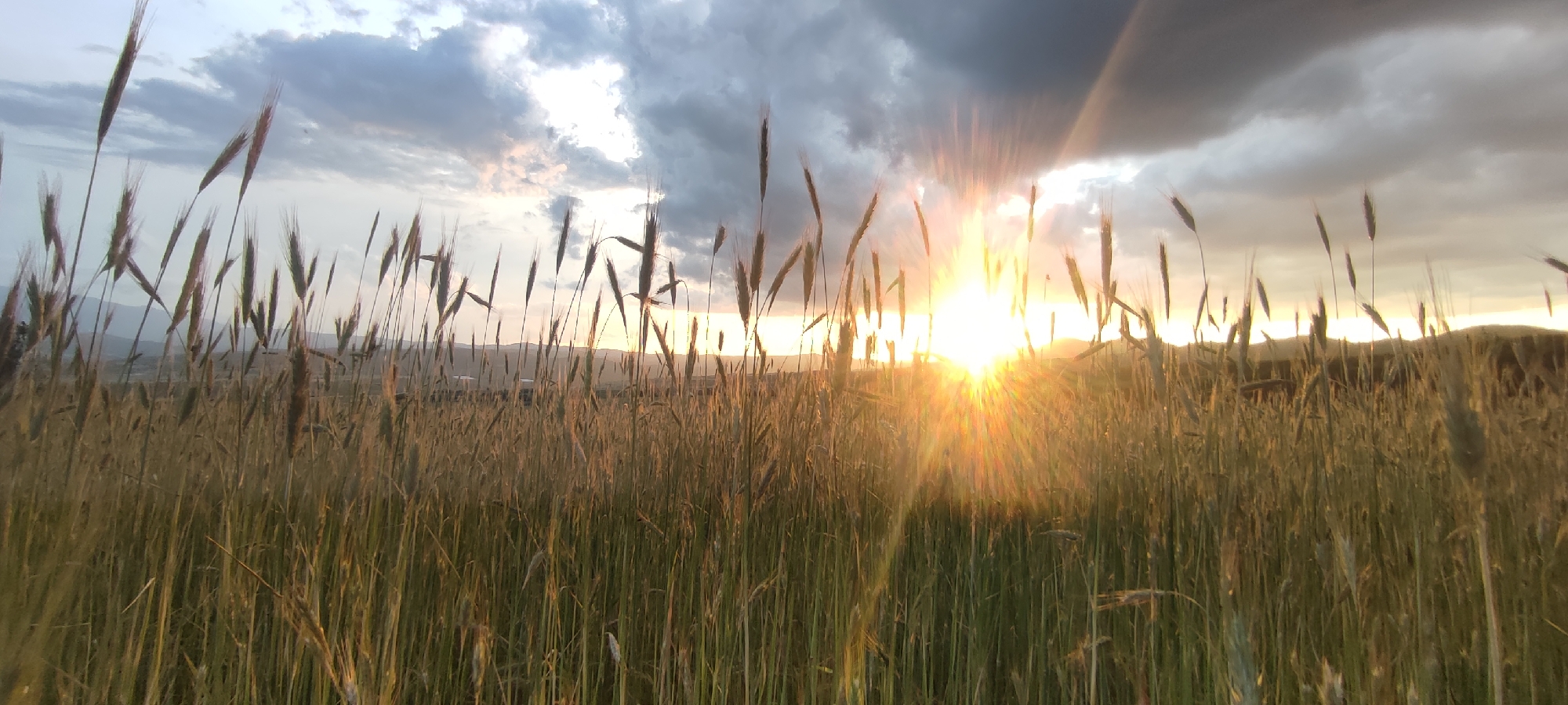 This image captures a field of wheat or barley in Momin Prohod, Bulgaria, during what appears to be sunset. The sun is low on the horizon, casting a bright glare and sunburst effect through the stalks of grain. Dark, dramatic clouds are visible in the sky above, with patches of lighter sky peeking through. The foreground is dominated by the tall stalks of the grain, some of which are catching the light and appearing golden. In the distance, rolling hills or mountains form the backdrop, silhouetted against the bright sky. There are no people or specific man-made structures clearly visible in this natural landscape.