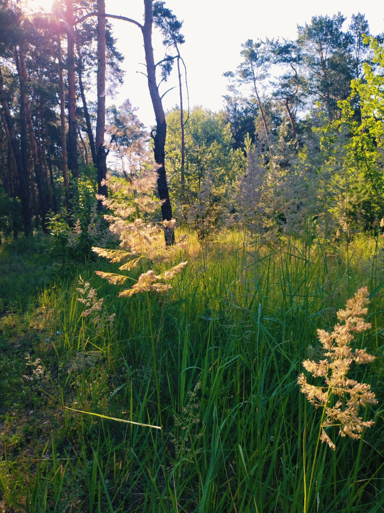 The image depicts a sun-drenched meadow with tall grasses and wildflowers, bordered by a forest. The sunbeams filter through the trees, illuminating the scene with a warm, golden light. The foreground features lush green grass and several clusters of feathery seed heads, some of which are caught in the sunlight, appearing almost luminous. In the background, the dense foliage of a forest creates a dark contrast, with tall trees, likely pines, dominating the left side of the frame. The sky is a bright white, indicating a clear and sunny day. The overall impression is one of a peaceful, natural landscape bathed in the late afternoon or early morning sun. The location is identified as Horishni Plavni, Ukraine.