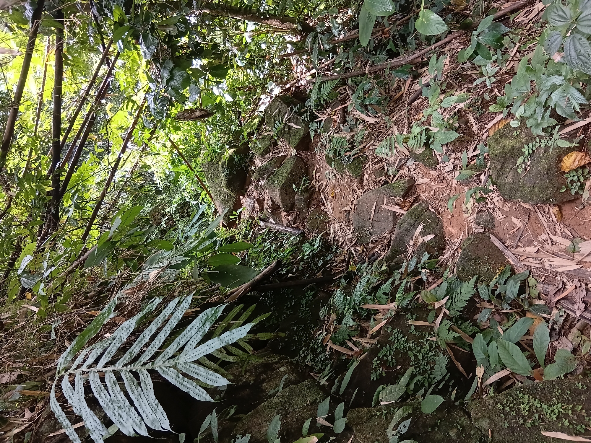 A narrow, rocky path winds through a dense, tropical forest in Ban Pong Pham Phatthana, Thailand. The path is covered with loose stones, dirt, and fallen leaves and bamboo. Lush green vegetation, including ferns and broad-leafed plants, grows on either side of the path and on moss-covered rocks. Sunlight filters through the canopy of trees and bamboo stalks, creating dappled light on the forest floor. The overall impression is one of a natural, overgrown jungle trail. There are no people or animals visible in the image.