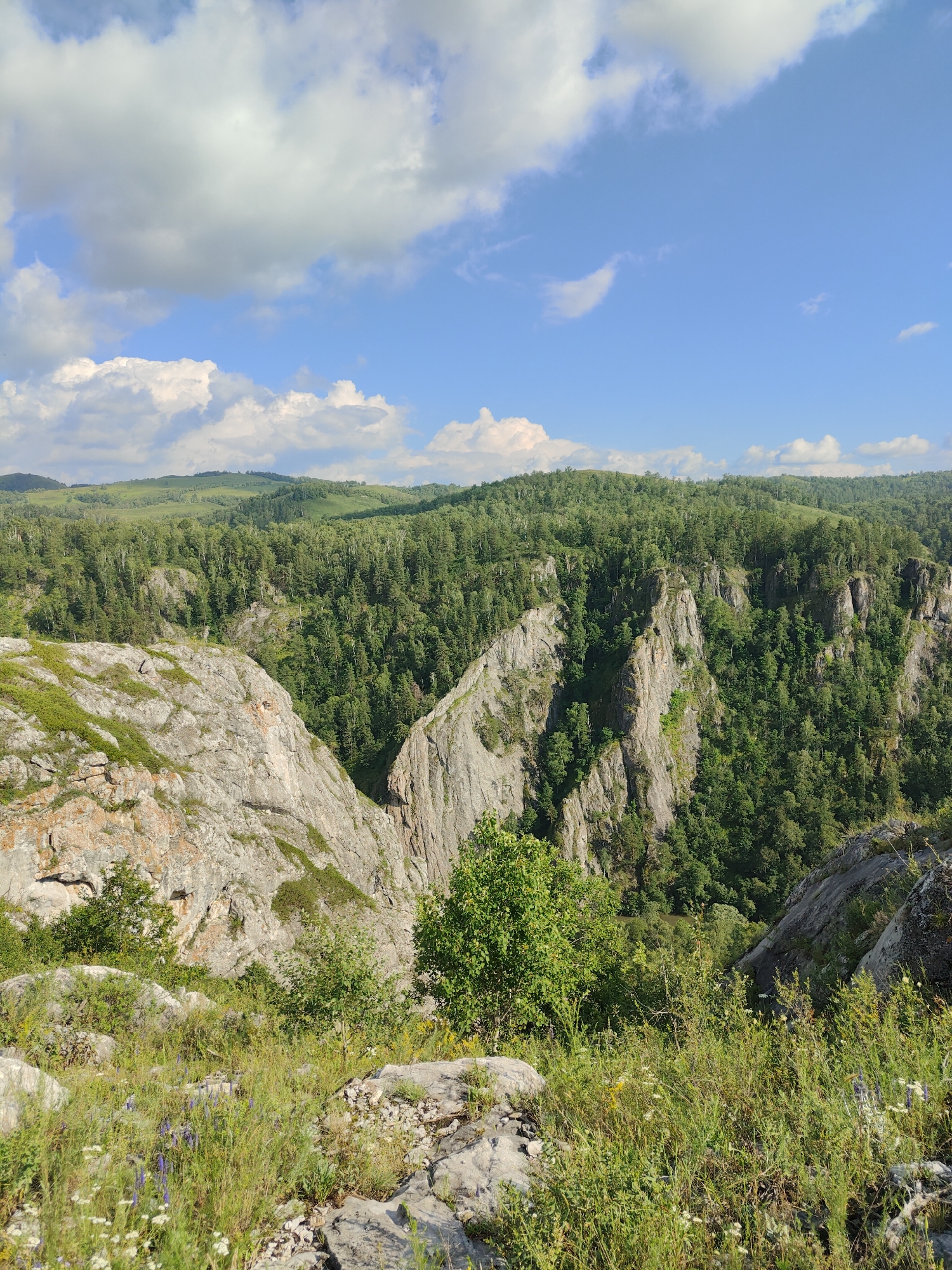 A panoramic landscape photograph captures a rugged, mountainous terrain under a bright blue sky dotted with fluffy white clouds. The foreground is dominated by a rocky outcrop covered in green vegetation, with scattered wildflowers adding touches of purple and white.
The middle ground features a dramatic canyon with steep, jagged rock formations that plunge into a densely forested valley. The forest itself is a vibrant tapestry of green, with numerous trees covering the rolling hills that stretch into the distance. The texture of the rock faces is rough and weathered, showing signs of erosion and geological activity.
The overall scene evokes a sense of untouched wilderness and natural beauty. The time of day appears to be late morning or early afternoon, given the clear sky and bright sunlight casting shadows across the landscape. The weather is fair and pleasant, ideal for outdoor exploration. There are no visible people or objects, emphasizing the natural, wild character of the location. The absence of any text further reinforces the natural setting. The image conveys a feeling of awe and serenity, highlighting the grandeur of the natural world.
