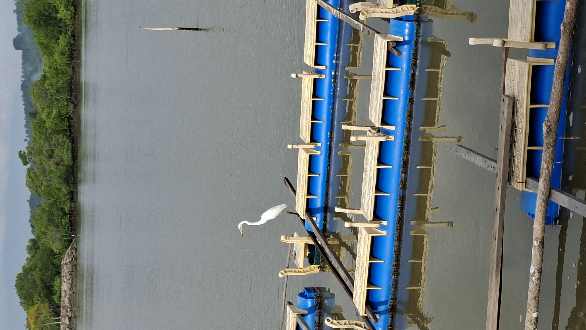A great egret stands on a floating platform in a body of water. The platform is constructed of blue plastic tubes and yellow wooden seats, with wooden beams supporting it. Several similar platforms are visible in the water, arranged in rows. In the background, lush green trees line the shore, with a cloudy sky above. The scene appears to be a fish farm or aquaculture setup, possibly located in Lhokseumawe, Indonesia, where such floating structures are common for cultivating aquatic species.