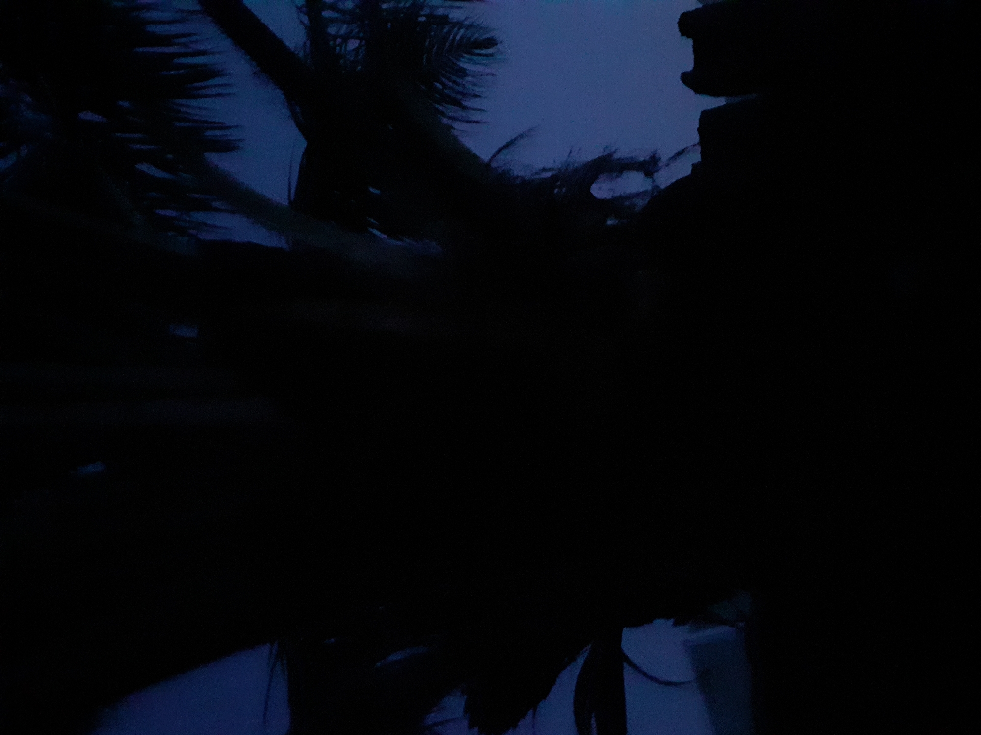 The image depicts a silhouette of palm fronds against a deep blue, dusky sky. The fronds are dark and indistinct, suggesting they are either far away or the lighting is low. The overall mood of the image is dark and somewhat mysterious, with very little detail visible due to the low light conditions. The faint outlines of some structures are visible at the bottom of the image, also in silhouette. The location is stated to be Jalingo, Nigeria, a city known for its tropical climate, which would support the presence of palm trees.