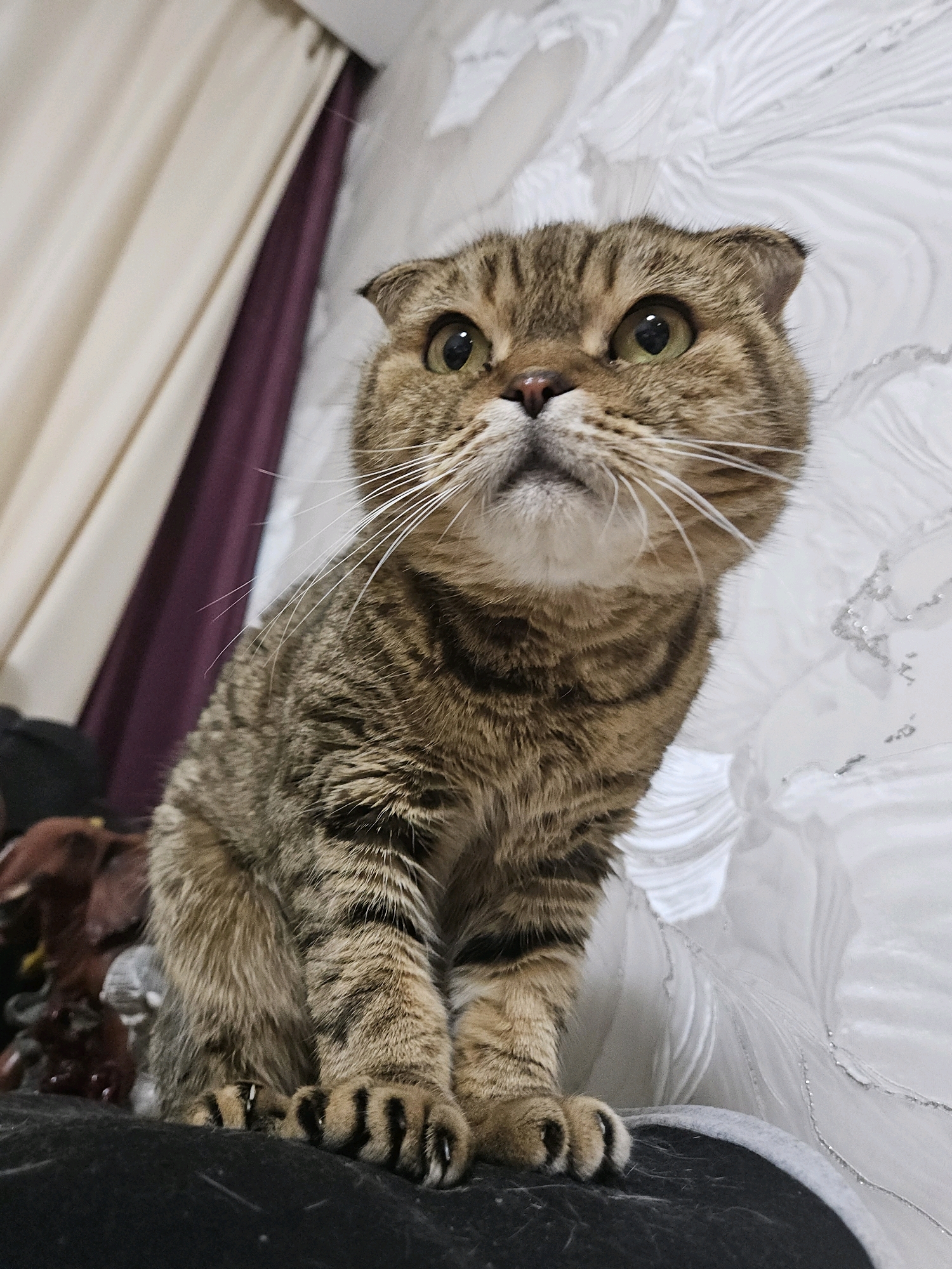 A Scottish Fold cat with tabby markings sits on a dark surface. The cat is facing upwards and to the left, with its ears folded down. Its fur is predominantly brown with black stripes. The background consists of a textured white surface on the right and curtains in shades of cream and purple on the left. The overall scene appears to be indoors, possibly in a residential setting. There is no visible indication of the city of Ulyanovsk, Russia, in the image.