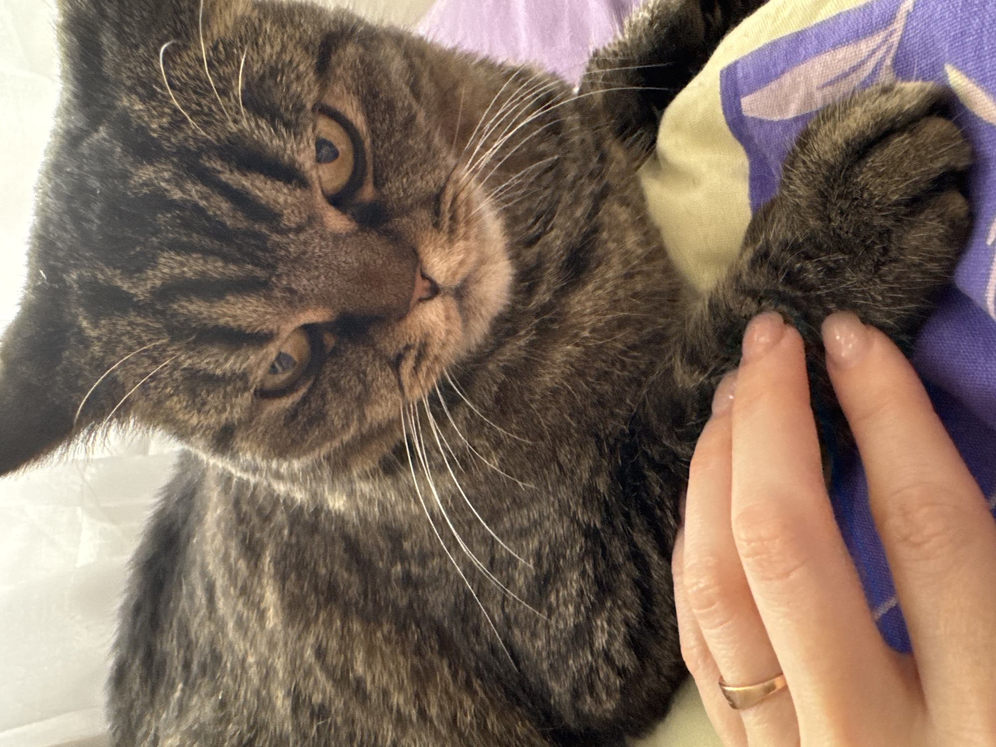 A close-up shot depicts a brown tabby cat with green eyes, resting on a bed with a patterned purple and yellow sheet. A hand with manicured nails, adorned with a gold ring, gently touches the cat's paw. The image was taken indoors. There is no information available in this image about the location being Perm, Russia.