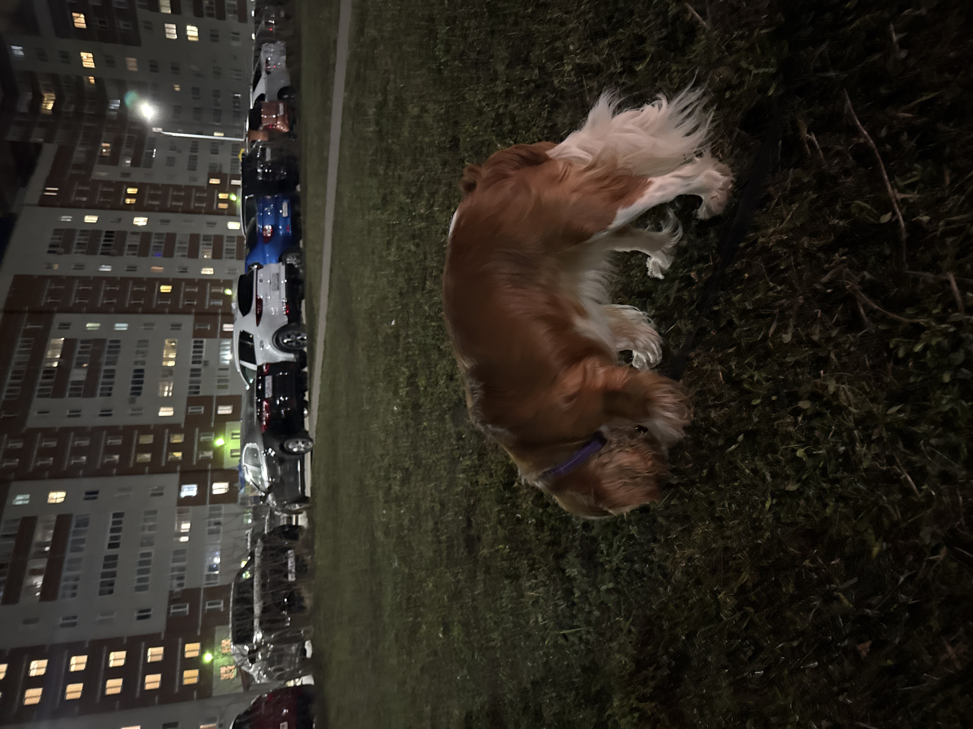 The photograph appears to be taken at night in an urban area. A dog, possibly a Cavalier King Charles Spaniel or similar breed, is lying on a patch of grass. The dog is brown and white, and a purple collar can be seen. In the background, a large residential building is visible with many lit windows, suggesting people are home. Several parked cars line the street adjacent to the building. Given the information provided, this photograph would have been taken in Veliky Novgorod, Russia.