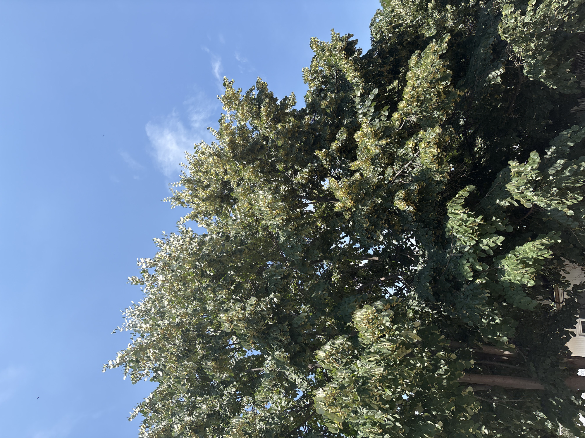 The media file is a low-angle shot of a large tree with dense foliage against a clear blue sky with a few wispy clouds. The leaves of the tree are a mix of dark green and lighter, yellowish-green, suggesting varying light conditions or possibly the presence of flowers or fruit. Sunlight filters through the canopy, creating a dappled effect. The branches are thick and extend outwards, some partially obscuring a building structure visible in the background on the right side of the image. The building appears to be white with some dark horizontal elements.
The overall scene suggests a bright, sunny day. Given the foliage and the sky, it's likely springtime or summer. The perspective looking upwards from the base of the tree emphasizes its size and grandeur. There are no people or obvious signs of activity, creating a peaceful, naturalistic feel. The location context is Plovdiv, Bulgaria. No text is visible in the image.
