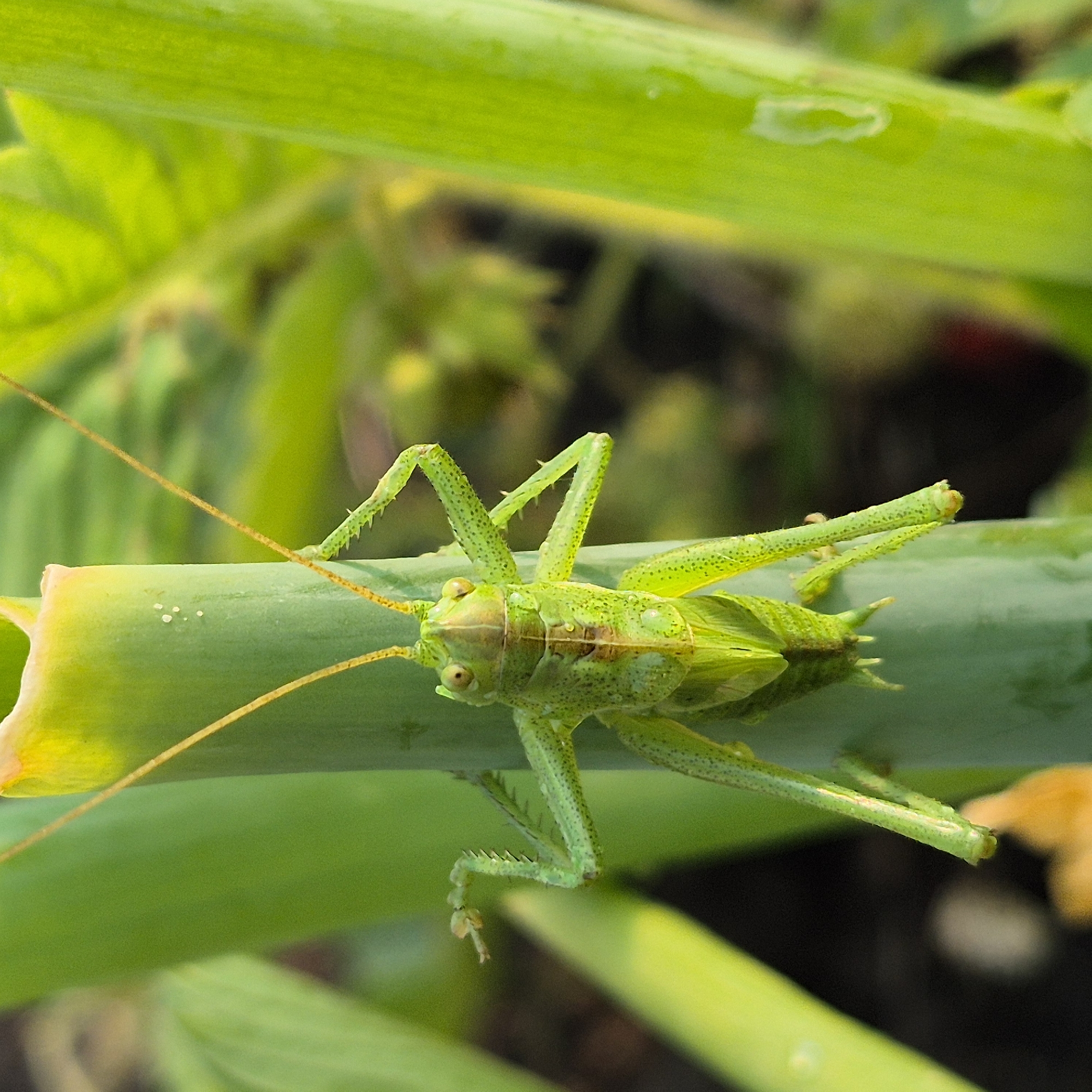 A close-up, eye-level shot captures a bright green grasshopper clinging to a thick, green stalk. The grasshopper is facing forward, with its antennae extended upwards and slightly outwards. Its body is segmented and covered in small, dark speckles. The grasshopper's legs are spread, with its front legs held up, displaying sharp spines along the edges. Its large, compound eyes are clearly visible. The stalk it is perched on is smooth and cylindrical, with a yellowed, frayed top edge. Behind the grasshopper, blurred green foliage creates a soft background. The lighting suggests it is daytime, with the sun illuminating the subject from the front and side. The image does not contain any information about the city of Новостройка, Russia, or any human presence.