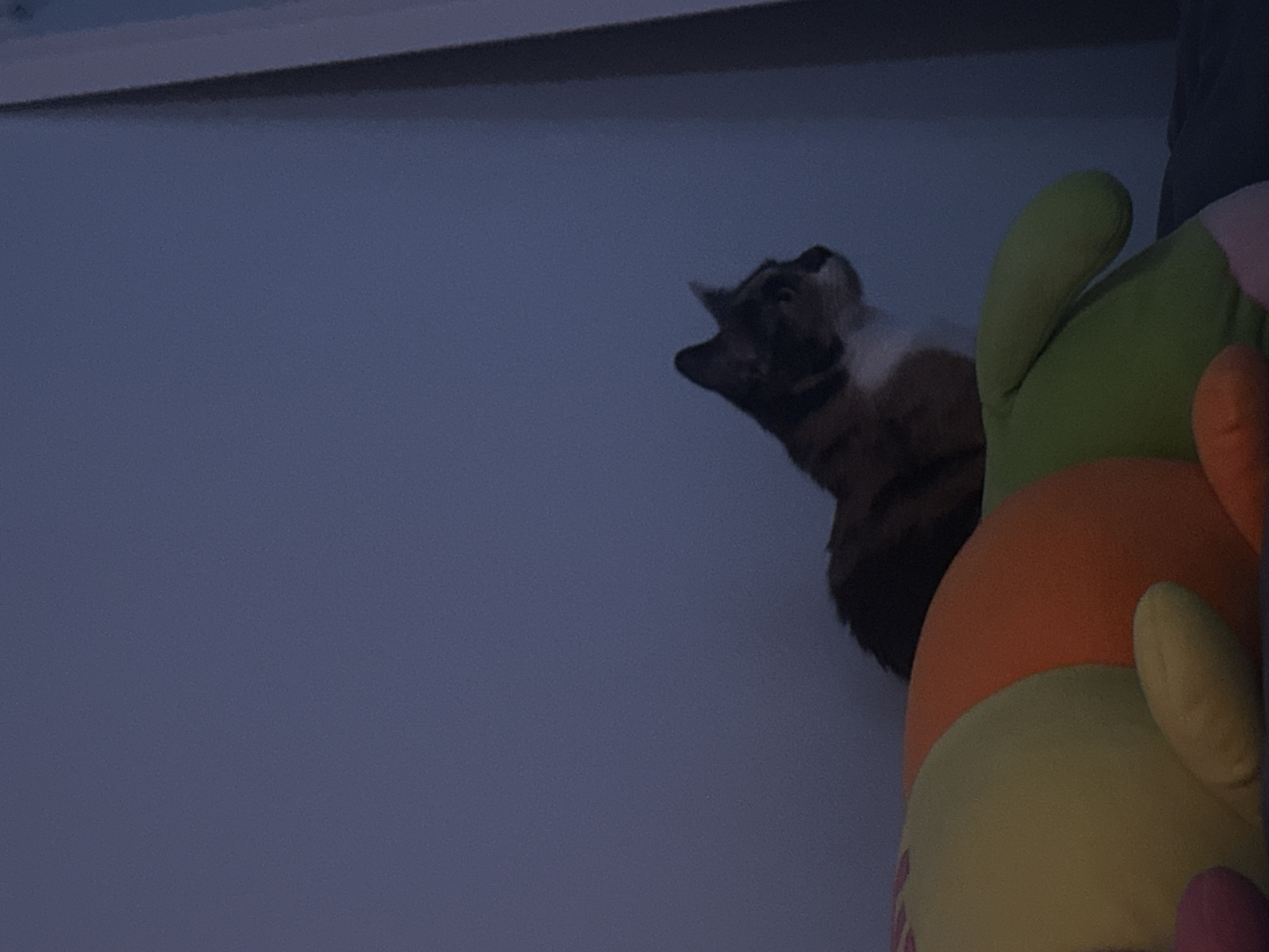 A calico cat with black, orange, and white fur is perched on top of a large plush toy. The cat is facing to the right of the frame, with its head slightly turned. The plush toy is colorful, with sections of yellow, orange, and green visible. The background is a solid, dark blue wall. The lighting is dim, suggesting it may be nighttime or the room is dimly lit. The scene appears to be indoors, possibly a bedroom.