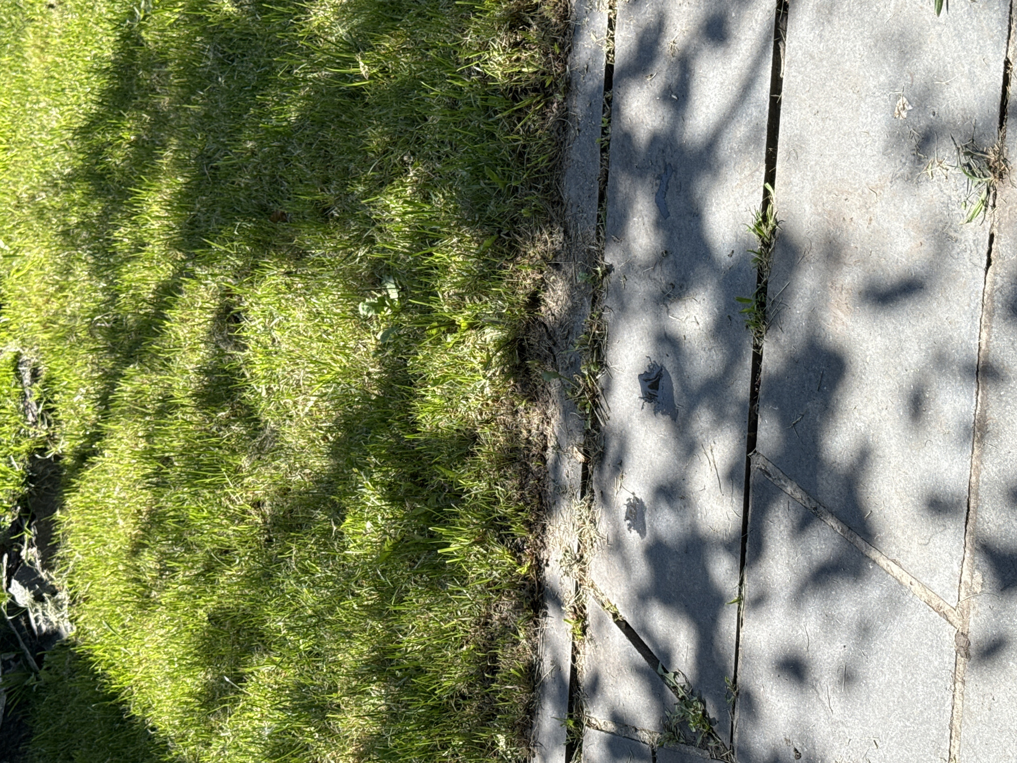 The image depicts a close-up view of a patch of green grass adjacent to a paved stone walkway. The grass is illuminated by sunlight, creating dappled shadows from overhead foliage. The walkway is composed of large, rectangular stone slabs. Some weeds and dry grass are visible growing in the cracks between the paving stones. The scene is outdoors, suggesting a park or garden setting. There are no people or specific objects of interest visible in the image. The location in Okhtyrka, Ukraine is not discernible from the visual information alone.