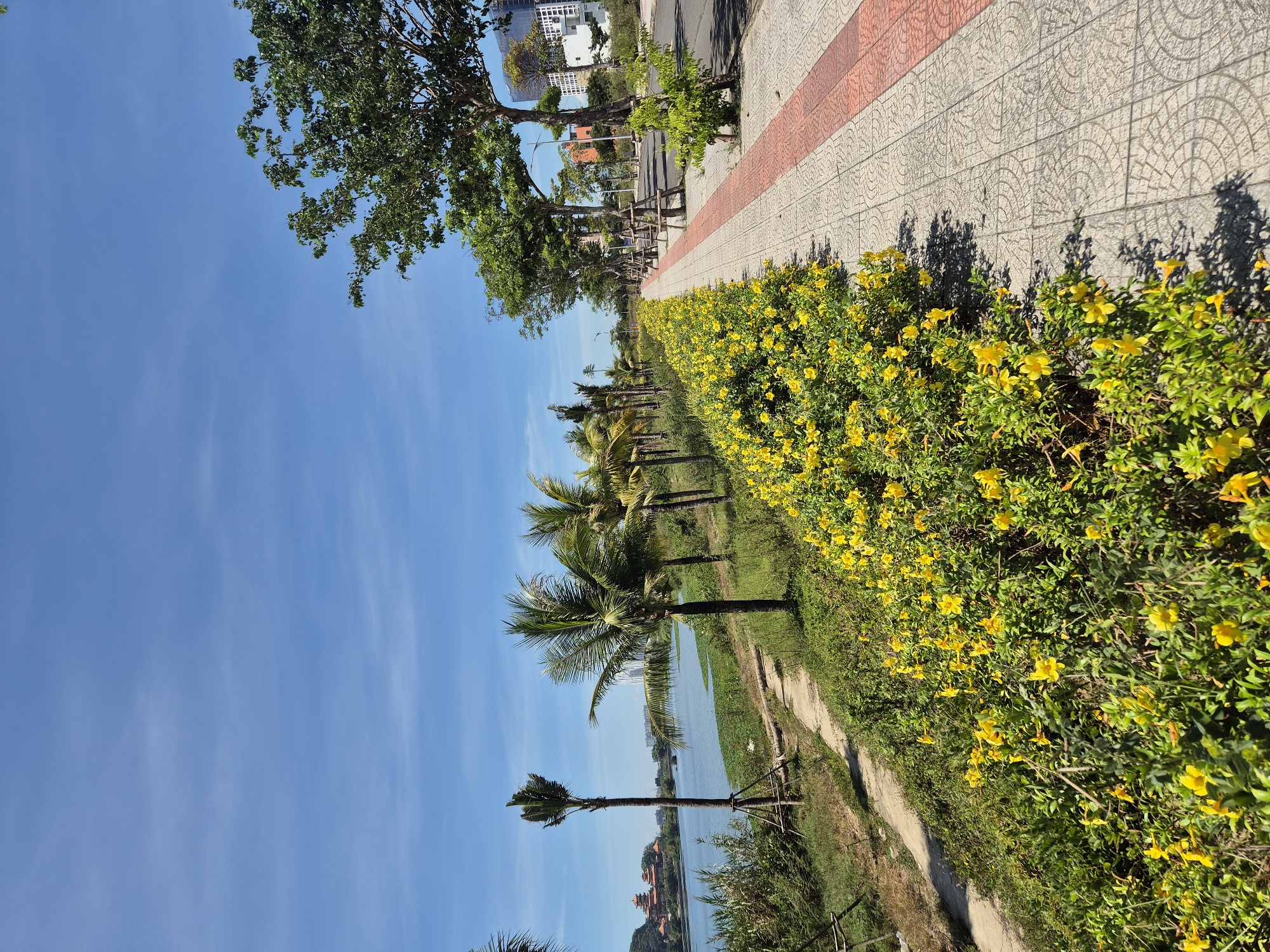 A sunny day scene unfolds along a waterfront in Đà Nẵng, Vietnam, featuring a paved pedestrian walkway lined with vibrant yellow flowers and palm trees. The walkway, constructed with patterned grey tiles and a red accent stripe, leads into the distance alongside a road with parked wooden benches under leafy green trees. Beyond the flowers and trees, a body of water reflects the clear blue sky. In the background, a traditional Vietnamese-style building with layered roofs sits on a hill overlooking the water. Further in the distance, modern high-rise buildings rise against the horizon. The overall atmosphere is serene and picturesque, showcasing a blend of natural beauty and urban development.