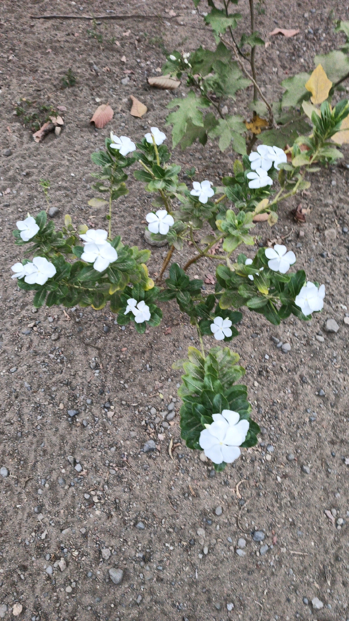 A cluster of white vinca flowers with green leaves is shown in a top-down view, set against a backdrop of dry, rocky soil. A few dry brown leaves are scattered across the ground. The scene is located in the city of Campurdarat, Indonesia.
