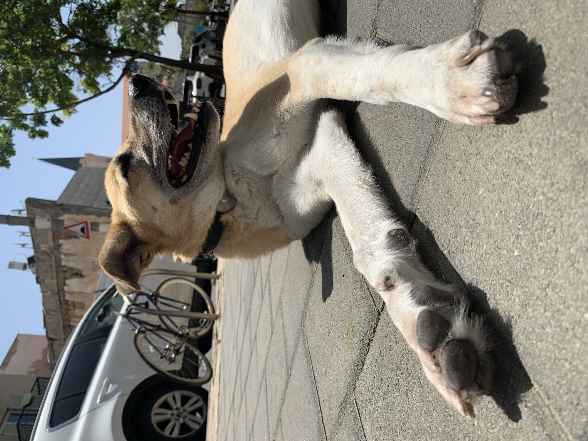 A light tan dog lies on a light gray interlocking concrete paver sidewalk in the bright sun, likely seeking relief from the heat in Tel Aviv, Israel. The dog is lying on its back with its mouth open, possibly panting. The dog is wearing a black collar. In the background, there is a white car parked on the street, a bicycle leaning against a rack near the sidewalk, and buildings. A street sign is visible attached to a building. A tree is partly visible.