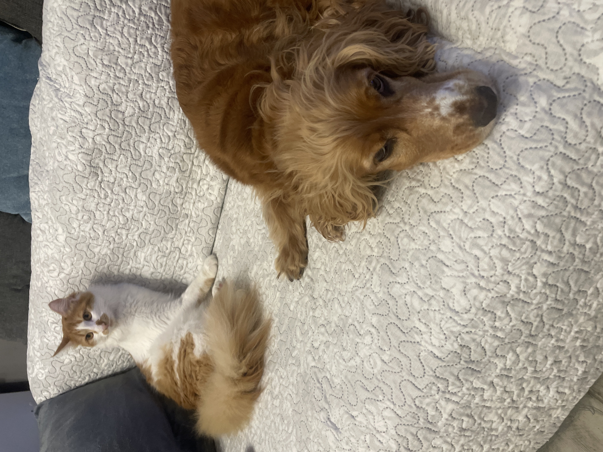 An overhead shot captures a dog and a cat resting on a textured, light-colored quilted blanket, likely on a bed in an indoor setting. The dog, a brown, long-haired breed resembling a Cocker Spaniel, is positioned in the upper right part of the frame. It has long, floppy ears and is looking directly towards the camera with a calm expression. Its fur is a mix of golden brown and slightly lighter shades around its face, and its nose appears dark.
Below and to the left of the dog is a cat with white and orange/ginger fur patches. The cat is also lying down, looking towards the camera, and its tail, fluffy and ginger, is curled behind it. Both animals appear relaxed and alert. A dark grey or blue fabric, possibly a pillow or cushion, is partially visible along the left and bottom edges of the frame, underneath the cat. The quilted blanket features a repeating, organic wavy stitched pattern in a light grey or white hue, providing a soft background texture. The lighting is even, suggesting an indoor environment without strong natural light sources. The scene depicts a quiet moment between two pets, potentially in a home in Razgrad, Bulgaria. No visible text is present in the image.
