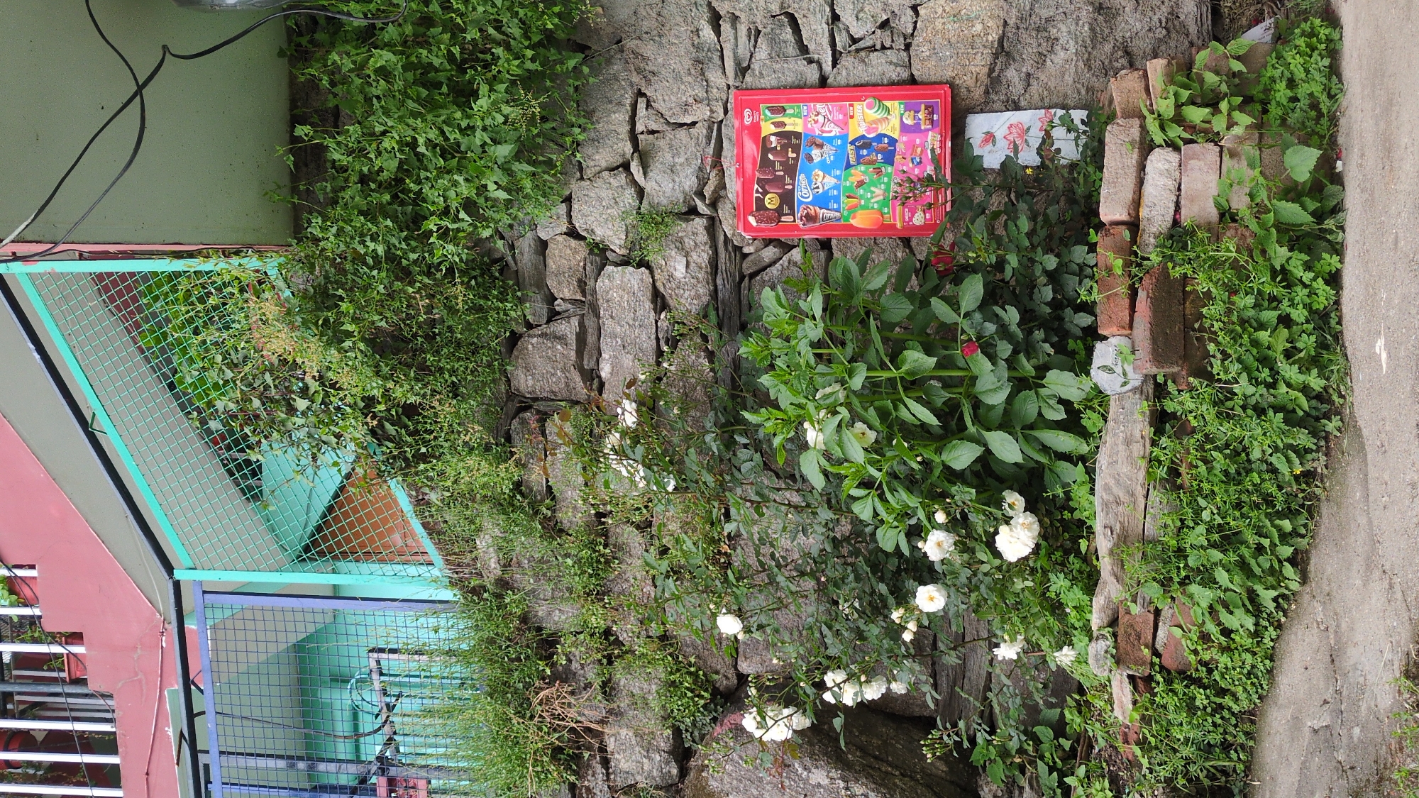 The scene is an outdoor setting in what appears to be a natural or partially cultivated area. A stone wall is prominently featured, with various types of greenery growing on and around it. Adjacent to the wall is a section of a building or structure with a green-painted metal fence. A red, rectangular object, possibly a sign or container with images of ice cream on it, is affixed to the stone wall. Some bricks are stacked near the wall, partially covered with plants. White flowers are scattered among the greenery and at the base of the wall. The location is likely Haini, India.