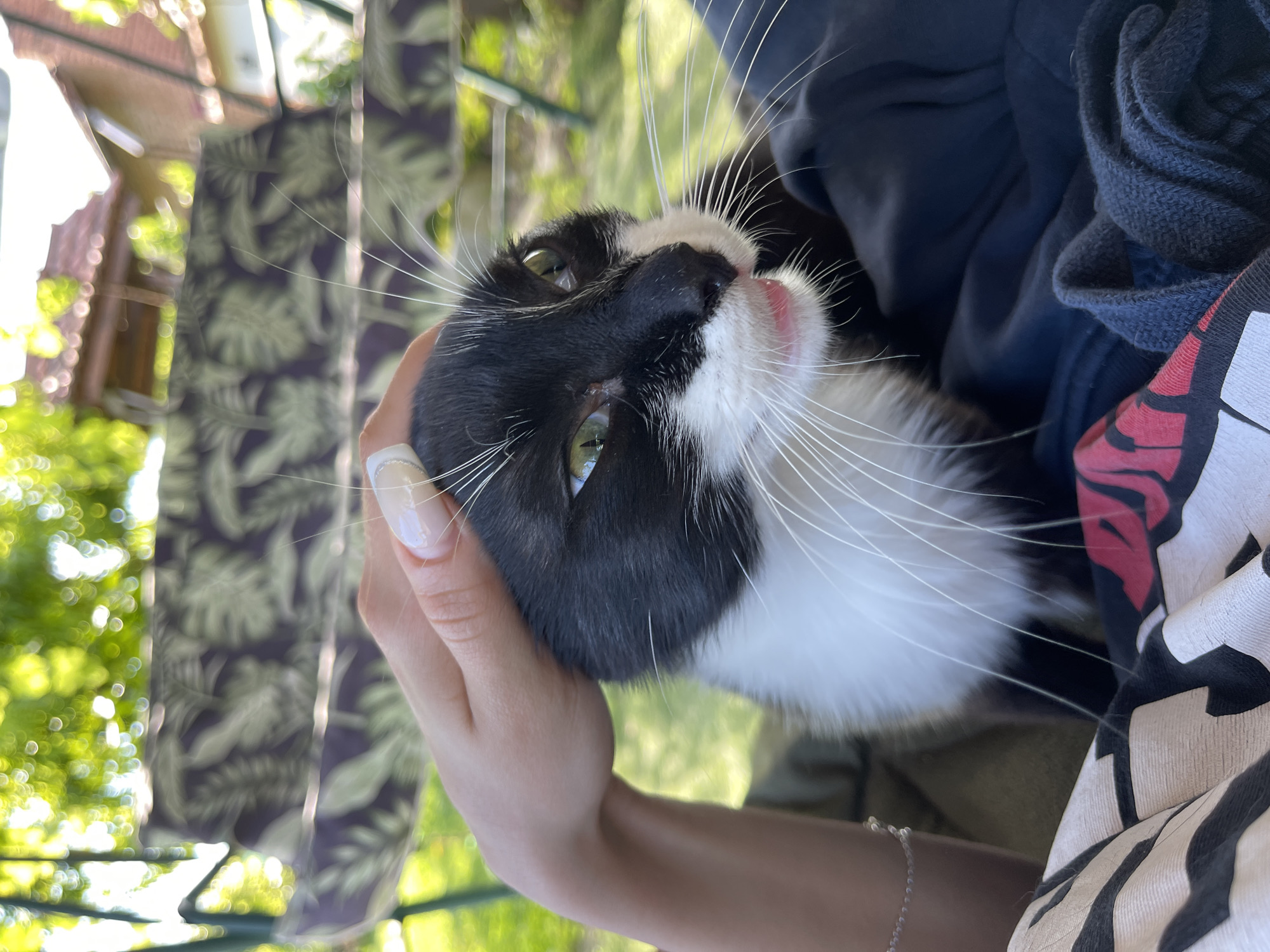 A black and white cat is being petted by a person's hand. The cat has green eyes and pink gums visible. The person's hand is positioned on the cat's head. The scene appears to be outdoors, possibly in a garden, with a swing set and foliage in the background. The location is identified as Totleben, Bulgaria.
