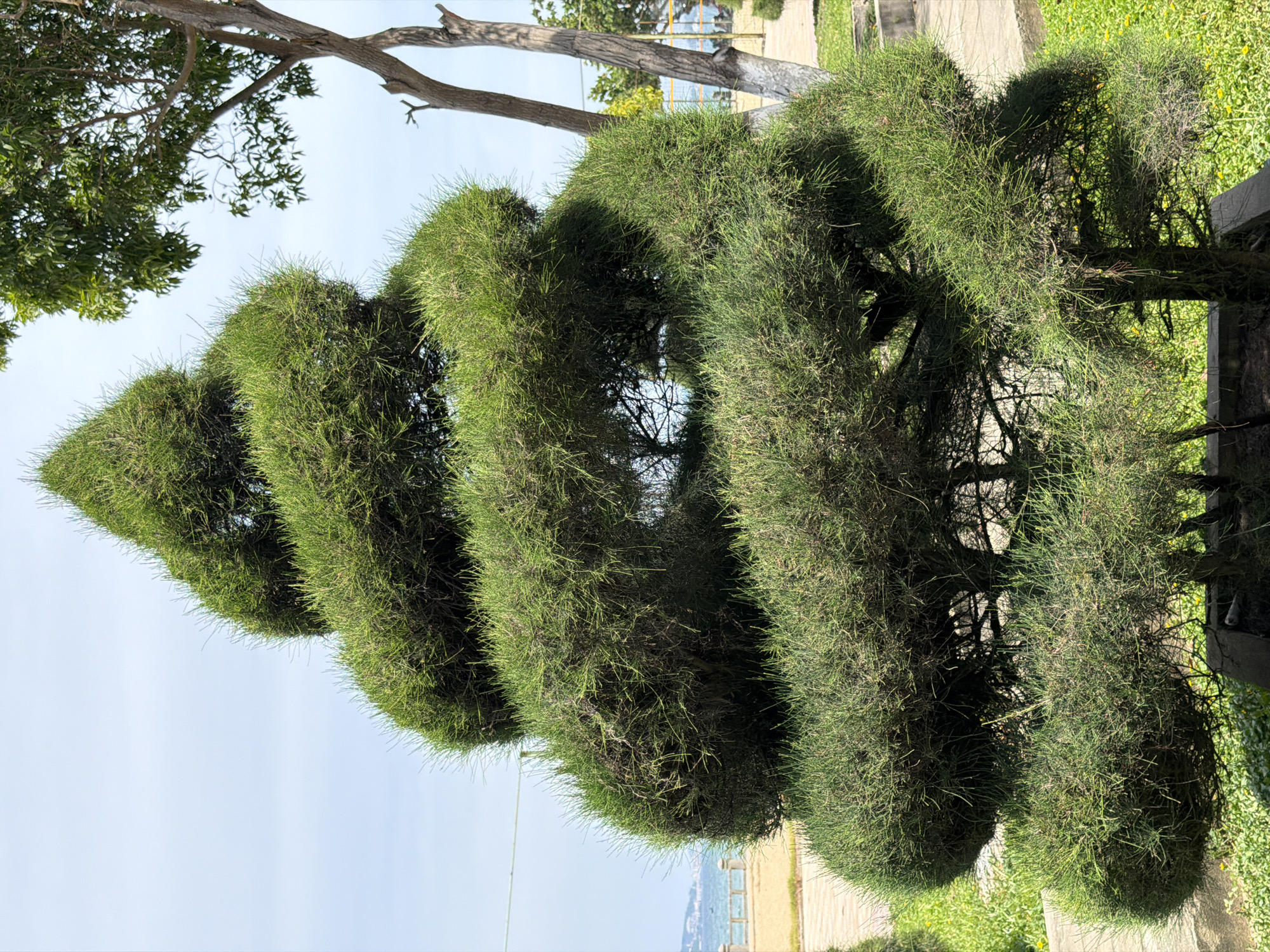 In the city of Nha Trang, Vietnam, a meticulously shaped, spiral-pruned evergreen tree stands prominently in the foreground. The tree's dense, green foliage is sculpted into distinct, rounded tiers that ascend in a helical pattern, culminating in a pointed top. This topiary masterpiece is situated outdoors, with a paved walkway and lush green grass surrounding its base. In the background, a sandy beach meets a calm body of water, suggesting a coastal setting. A fence and a few scattered trees are also visible, contributing to the serene, park-like atmosphere of the location. The sky above is a clear, pale blue, indicating a bright, sunny day.
