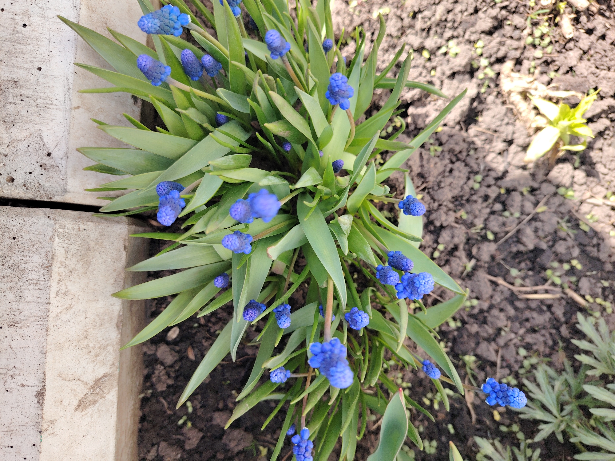 The image captures a vibrant cluster of blue grape hyacinth flowers (Muscari) with their long, green, strap-like leaves, thriving in a garden bed. The small, bell-shaped blue florets form dense, conical spikes, showcasing their characteristic deep blue hue. The plant is positioned at the edge of a light-colored, rough-textured concrete or stone border, which occupies the left side of the frame.
To the right of the plant, the ground consists of dark brown, loose soil, indicative of a cultivated garden. Scattered across the soil are several tiny green sprouts and a larger, somewhat blurred yellow-green plant in the background, suggesting early spring growth. The scene is illuminated by natural daylight, implying a clear or lightly overcast sky, suitable for plant growth.
No people or animals are visible in the frame. There is no discernible text within the image. The setting appears to be an outdoor garden or flower bed, likely in spring, given the blooming muscari and new sprouts. The location context provided is Сусады-Эбалак, Russia.