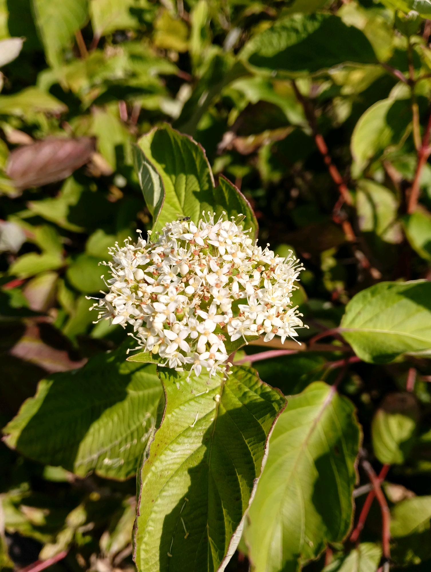 The image shows a close-up of a cluster of small white flowers with yellow centers, surrounded by green leaves. The flowers are in sharp focus, while the background is blurred, suggesting a shallow depth of field. The leaves are a vibrant green, some with hints of reddish-brown edges. The overall lighting suggests a bright, sunny day. There are no people visible in the image. The scene appears to be in a natural outdoor setting, possibly a garden or park. Without additional information, it is impossible to determine the specific location in Hrodna, Belarus.