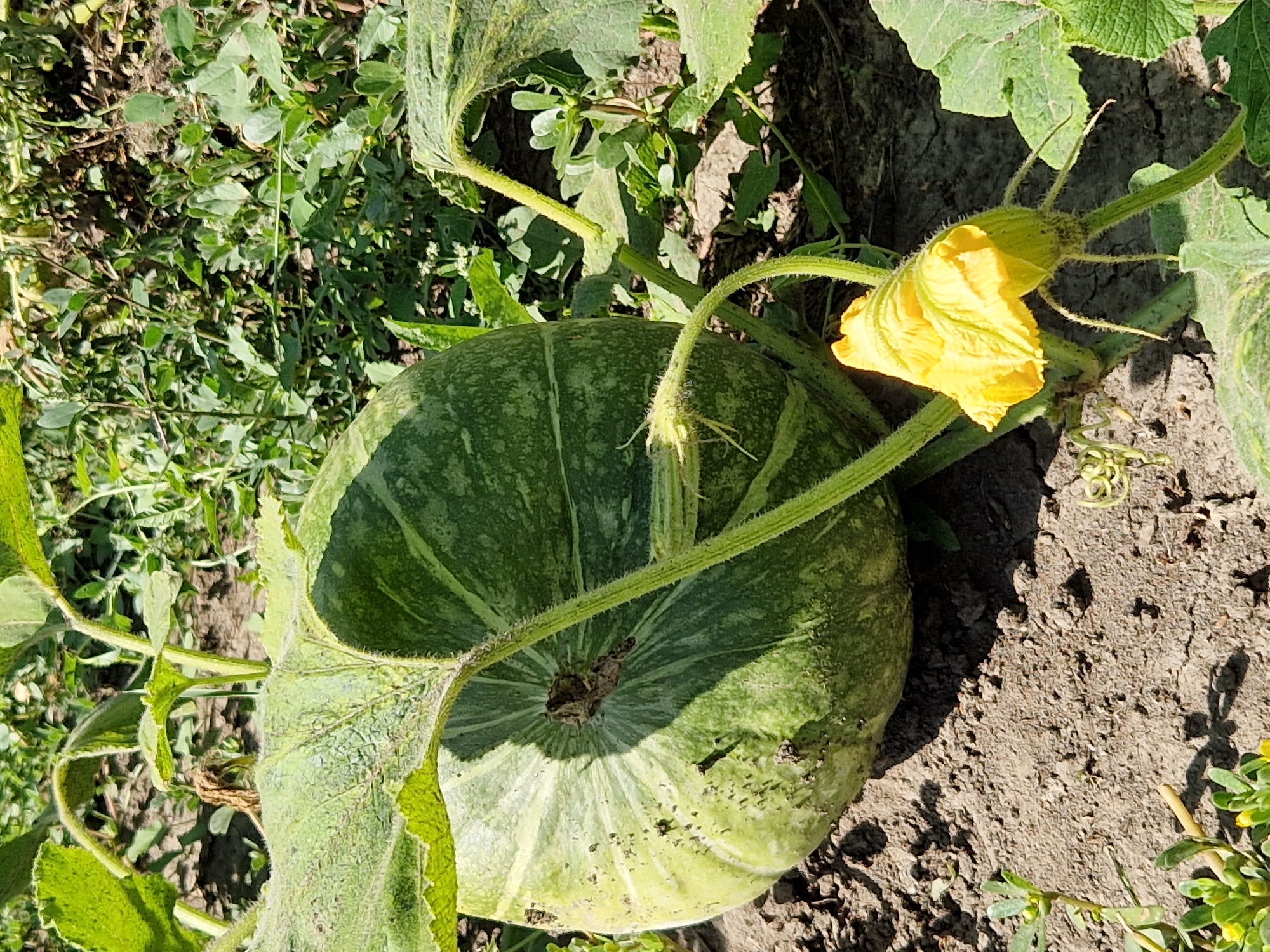 This is a close-up, eye-level, vertical, outdoor photograph of a green pumpkin growing in a garden. The pumpkin is large and oval-shaped, with light green stripes and textured skin. A yellow pumpkin flower, still closed, is visible in the foreground to the right of the pumpkin. The pumpkin plant has large, fuzzy green leaves and vines. The ground is dry, cracked soil with some smaller green plants growing amongst it. The background is filled with more green foliage, suggesting a cultivated garden or field. The image does not contain any people or structures, and no specific location within Oskemen, Kazakhstan can be identified from the visual information provided.