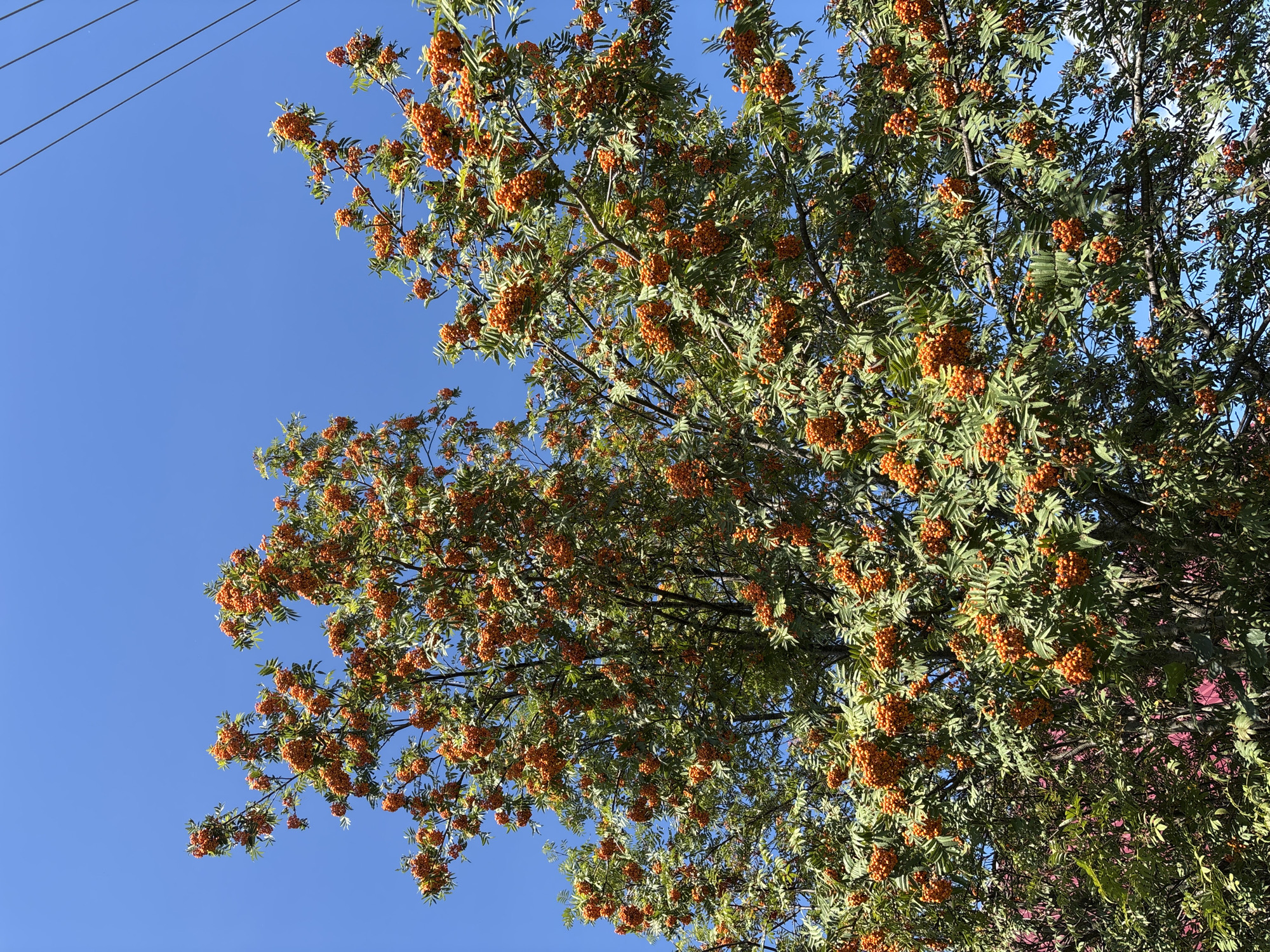 A low-angle, full shot captures a lush, vibrant rowan tree laden with bright orange berries against a clear, bright blue sky. The tree's branches are dense with dark green leaves, and numerous clusters of berries are scattered throughout, creating a striking contrast. In the upper right quadrant of the image, three parallel black wires, likely power lines, stretch across the sky. The background is a vivid, cloudless blue. The lower left quadrant reveals a hint of a red-tiled roof and some green foliage, suggesting this rowan tree is situated in a residential area. The image appears to be taken on a sunny day.