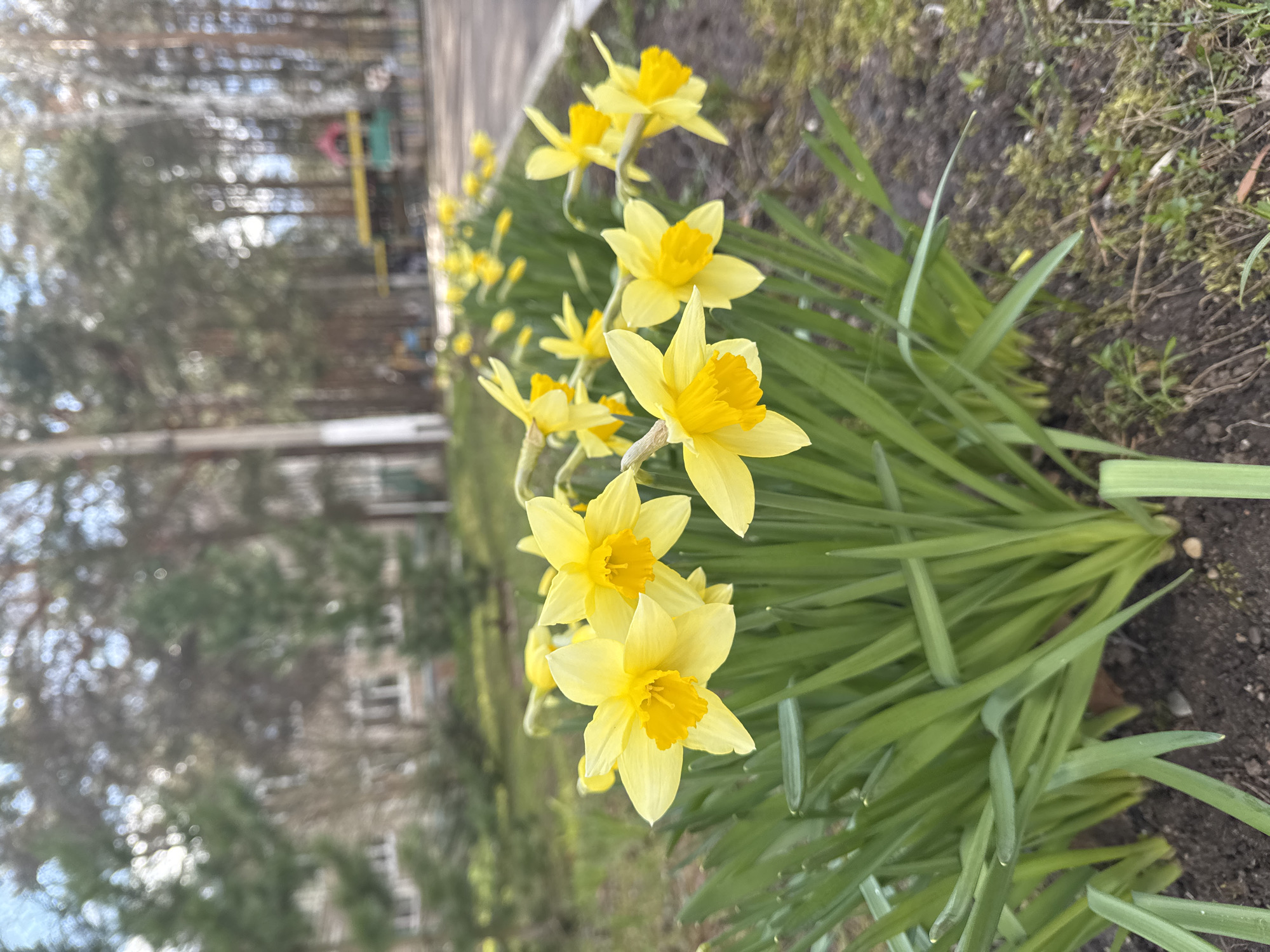 The vertically oriented image displays a vibrant spring scene, focusing on a cluster of yellow daffodils blooming in an outdoor setting. In the immediate foreground, several daffodils are in sharp focus, featuring six pale yellow petals and a distinctive, deeper yellow, frilled trumpet (corona). Their long, bright green, strap-like leaves form a lush base around the flowers.
More daffodils extend into the midground, progressively blurring as they recede, suggesting a continuous bed of blooms. The ground visible beneath the plants is dark soil, sparsely covered with green moss and some dried leaves.
The background is softly out of focus, revealing tall, likely coniferous trees that appear to line a path or sidewalk. Beyond the foliage, a multi-story building, possibly residential, with visible windows, stands in the distance. Faint, colorful shapes further back suggest playground equipment, including yellow and pink/red elements.
The scene is illuminated by bright daylight, indicating a clear day, likely in the morning or afternoon. The blooming daffodils clearly mark the season as spring. No people or specific activities are present, and there is no visible text. The overall atmosphere evokes freshness and new life in an urban or suburban environment, aligning with the provided context of Chaikovsky, Russia.