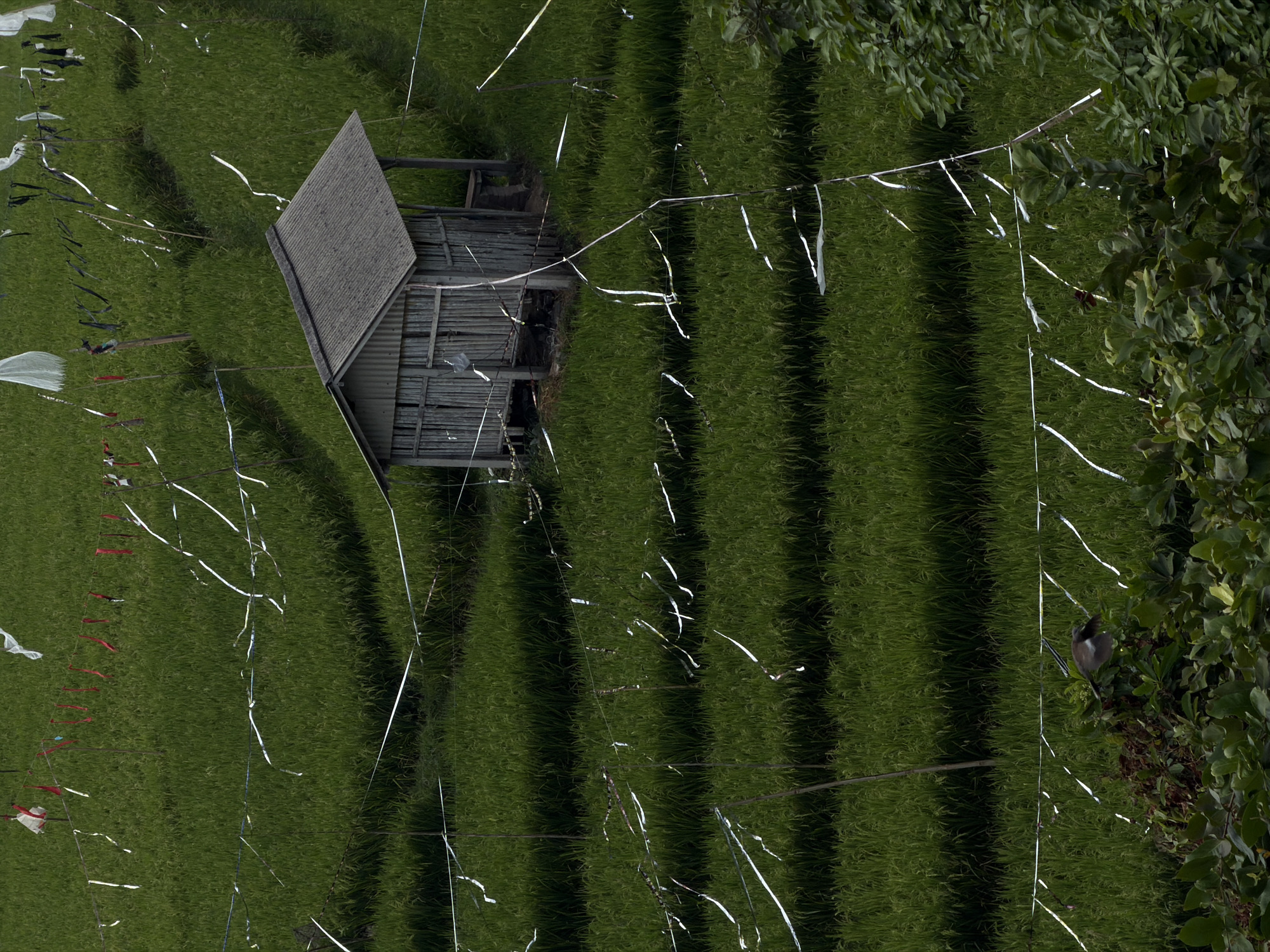 The image shows a rice paddy in Mengwi, Indonesia. The rice paddy is terraced and green. There is a small, wooden shack with a corrugated metal roof in the middle of the paddy. White streamers are strung across the paddy in various places, tied to wooden stakes. Some of the streamers are white and some are red. In the lower left corner, a bird is perched on a bush. The scene appears to be a rural landscape.